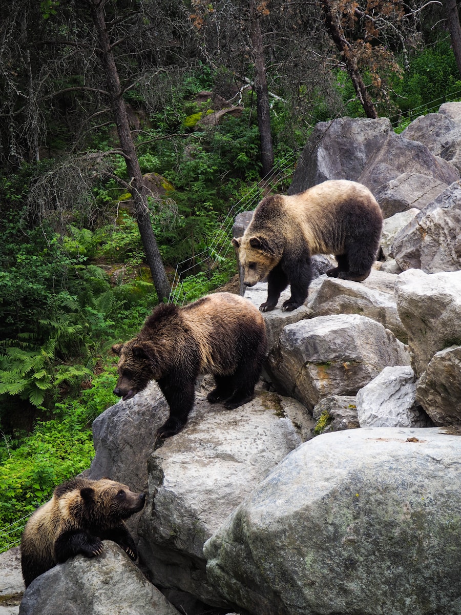 17 animal wallpapers ultra HD animal wallpapers ultra HD, bear 4k wallpaper, bear desktop background, bear UHD background, grizzly bear wallpaper, nature 4K wallpapers, polar bear 4K images, wildlife wallpaper 4K Majestic Bear 4K Extremely Excessive Definition Wallpapers – Wild Magnificence and Pure world’s Majesty in Breathtaking Texture animal wallpapers ultra HD Majestic Bear 4K Extremely Excessive Definition Wallpapers – Wild Magnificence and Pure world’s Majesty in Breathtaking Texture