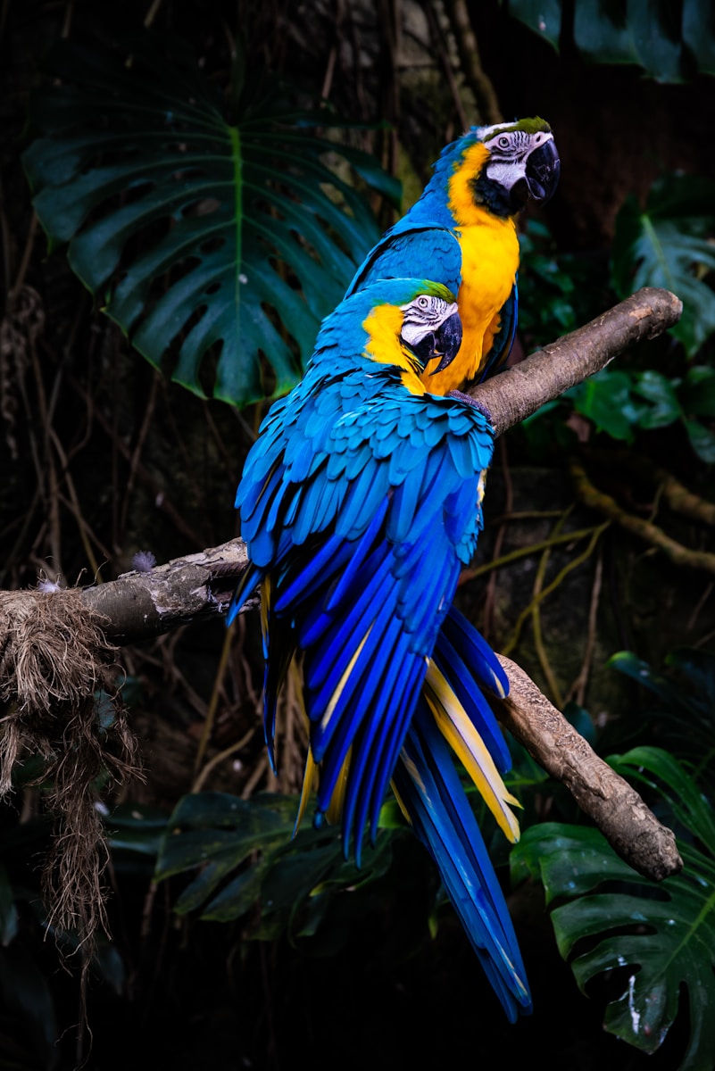 16 Amazon Parrot Images Amazon Parrot Images, Colorful Birds Wallpapers, Exotic Parrot Backgrounds, Macaw Wallpapers HD, Nature Bird Backgrounds., Parrot Photography, Parrot Wallpapers, Tropical Forest Birds 4K, Tropical Parrot 4K, Wildlife Wallpapers 4K Parrot Wallpapers – Vibrant Voices of the Tropical Forest Amazon Parrot Images Parrot Wallpapers – Vibrant Voices of the Tropical Forest