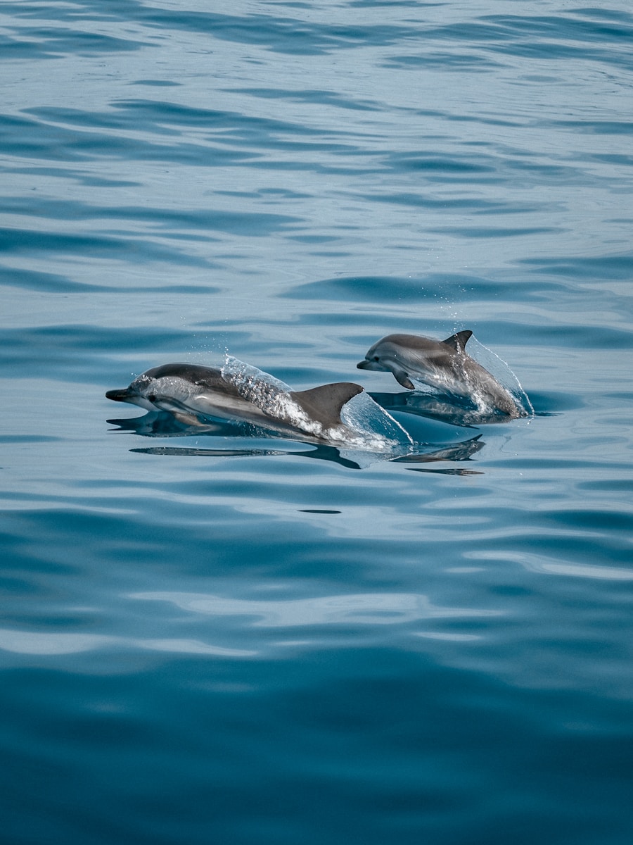 12 dolphin 4k wallpapers dolphin 4k wallpapers, dolphin ultra HD pictures, marine life wallpapers, ocean animals 4k, ocean dolphin backgrounds, sea life desktop wallpapers, underwater dolphin images Dolphin 4K Wallpapers – Joyful Swimmers of the Ocean dolphin 4k wallpapers Dolphin 4K Wallpapers – Joyful Swimmers of the Ocean