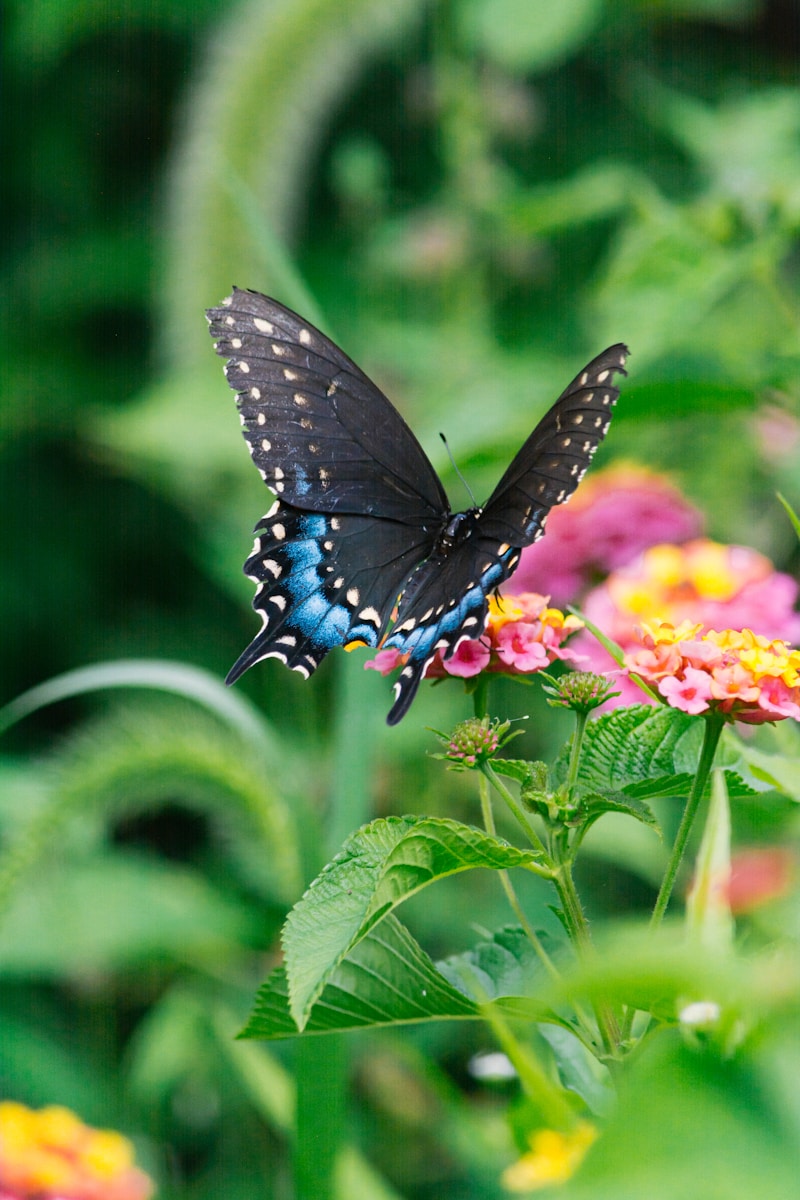 25 butterfly 4k wallpapers butterfly 4k wallpapers, butterfly photography 4k, butterfly ultra hd images, colorful butterfly backgrounds, nature insect wallpapers, nature wallpapers free download Butterfly 4K Wallpapers – Vibrant Wings of Pure world butterfly 4k wallpapers Butterfly 4K Wallpapers – Vibrant Wings of Pure world