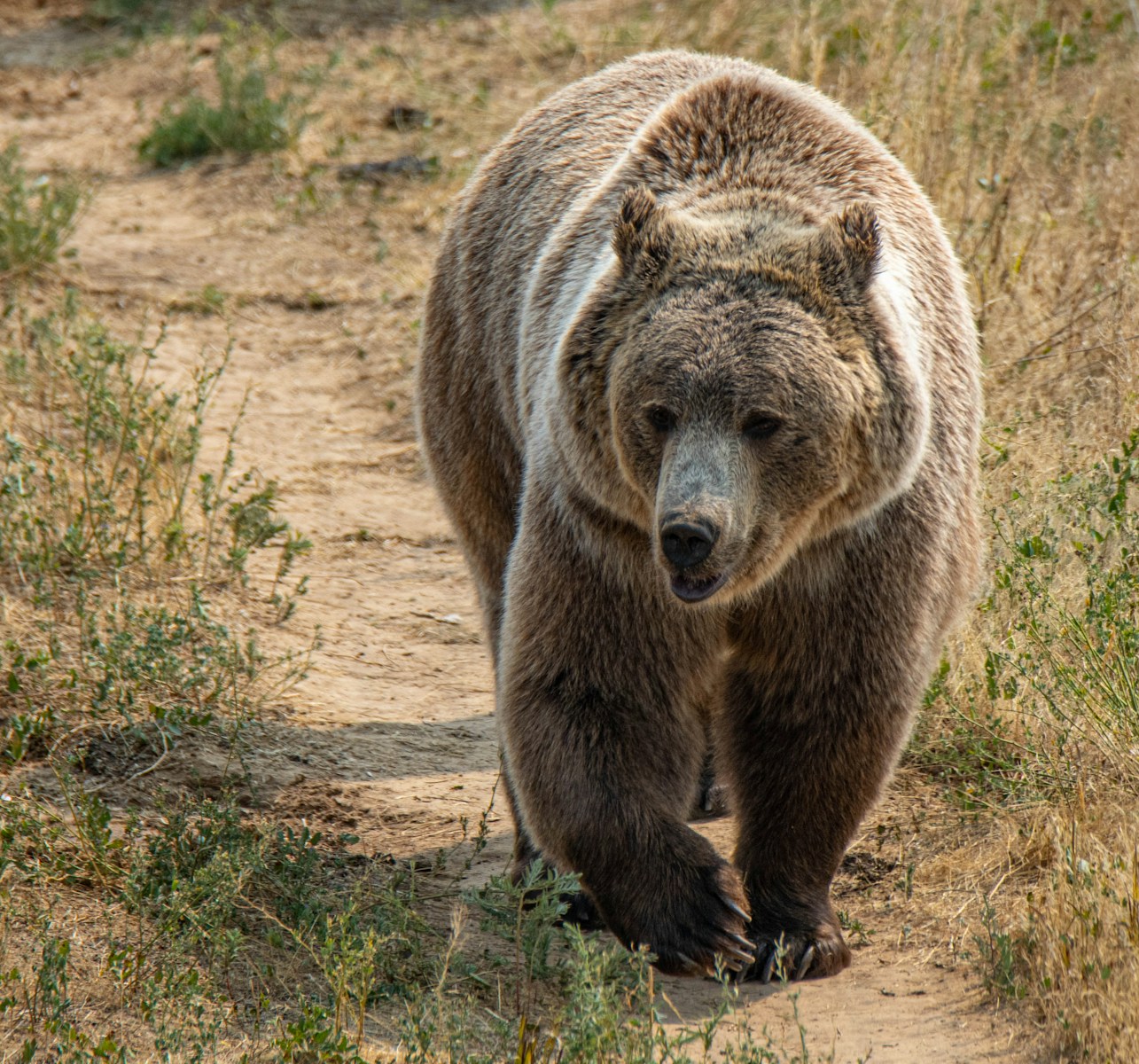 15 animal wallpapers ultra HD animal wallpapers ultra HD, bear 4k wallpaper, bear desktop background, bear UHD background, grizzly bear wallpaper, nature 4K wallpapers, polar bear 4K images, wildlife wallpaper 4K Majestic Bear 4K Extremely Excessive Definition Wallpapers – Wild Magnificence and Pure world’s Majesty in Breathtaking Texture animal wallpapers ultra HD Majestic Bear 4K Extremely Excessive Definition Wallpapers – Wild Magnificence and Pure world’s Majesty in Breathtaking Texture
