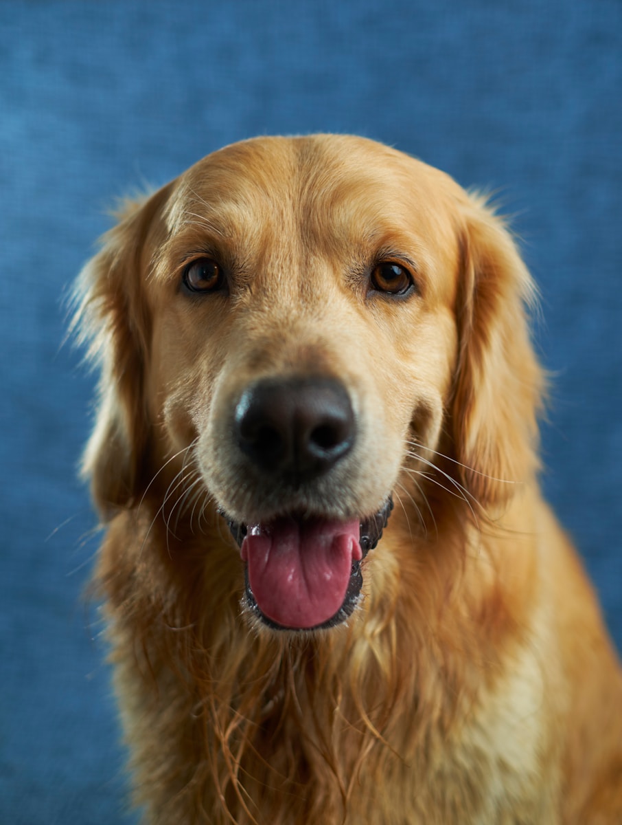 14 best dog wallpapers best dog wallpapers, cute dog backgrounds, Golden Retriever 4K wallpapers, Golden Retriever background HD, Golden Retriever puppies, loyal dog breed images, pet photography, Ultra HD animal wallpapers Golden Retriever 4K Wallpapers – Loyal and Nice Companions best dog wallpapers Golden Retriever 4K Wallpapers – Loyal and Nice Companions