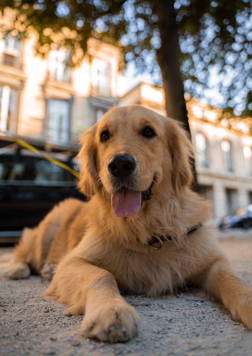 23 best dog wallpapers best dog wallpapers, cute dog backgrounds, Golden Retriever 4K wallpapers, Golden Retriever background HD, Golden Retriever puppies, loyal dog breed images, pet photography, Ultra HD animal wallpapers Golden Retriever 4K Wallpapers – Loyal and Nice Companions best dog wallpapers Golden Retriever 4K Wallpapers – Loyal and Nice Companions