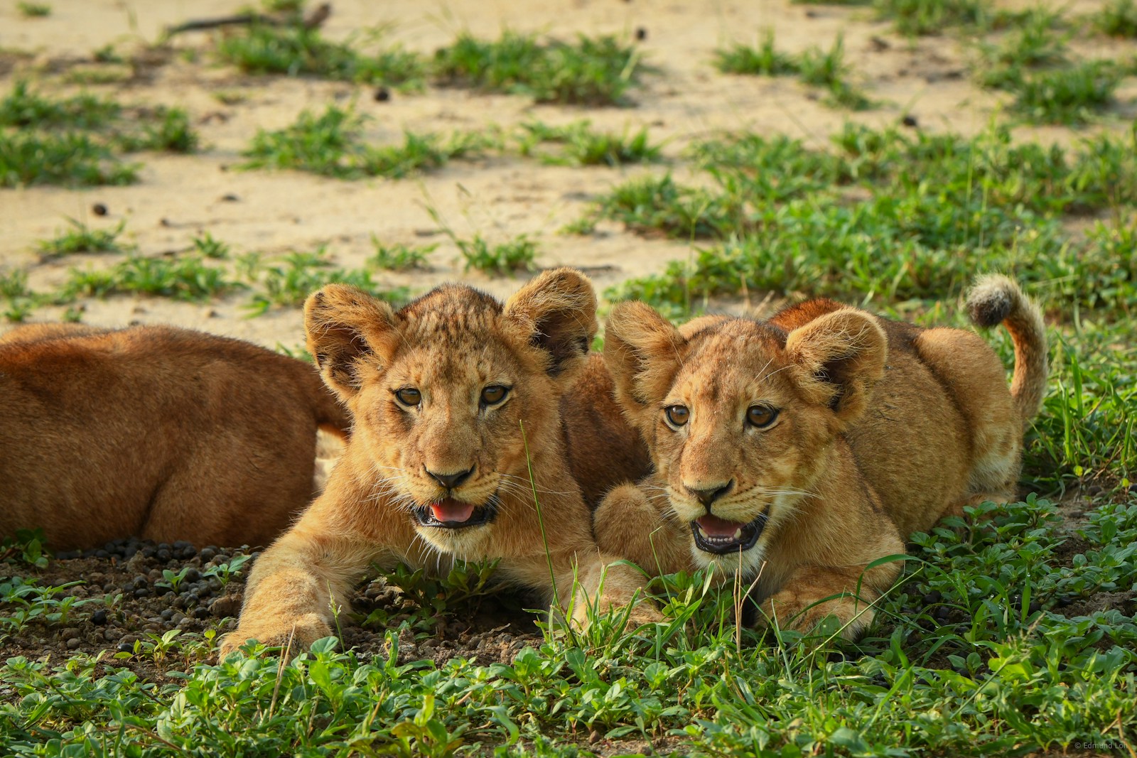 29 African lions African lions, animal wallpapers, baby lion wallpaper, cute lion wallpapers, lion cub 4K wallpapers, lion cub wallpapers, majestic lions, nature backgrounds, wildlife photography Lion Cub Wallpapers – The Cutest Faces of the Wild African lions Lion Cub Wallpapers – The Cutest Faces of the Wild