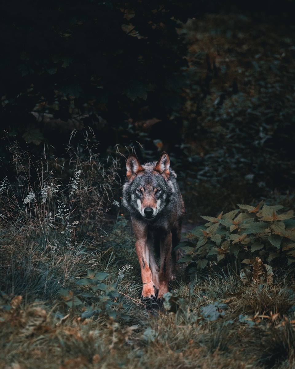 14 4K wolf images 4K wolf images, fantasy wolf wallpaper, snow wolf 4K, wild animal wallpapers, wolf HD background, wolf wallpaper 4K, wolf wallpaper for phone, wolf wallpapers for desktop Wolf Wallpaper 4K – The Wild Beauty of Nature on Your Screen 4K wolf images Wolf Wallpaper 4K – The Wild Beauty of Nature on Your Screen