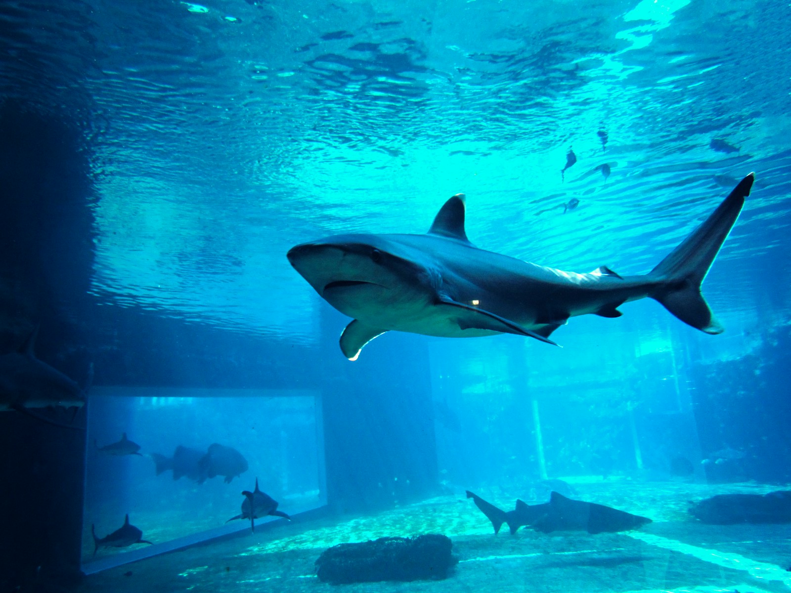 Deep Sea Wallpapers Shark 4K Wallpapers – Fearless Predators of the Ocean