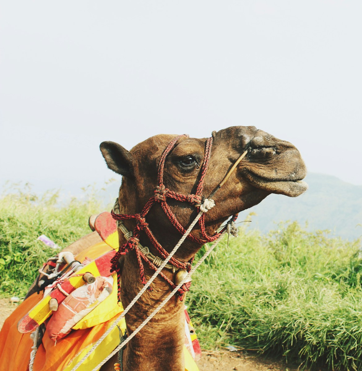 4 4K camel background 4K camel background, Arabian desert wallpaper, camel caravan photos, camel photography, camel wallpapers, desert dunes wallpaper, desert travelers, nature 4K backgrounds., Ultra HD camel images, Wildlife Wallpapers Camel Wallpapers – Desert Vacationers of the Sand Dunes 4K camel background Camel Wallpapers – Desert Vacationers of the Sand Dunes