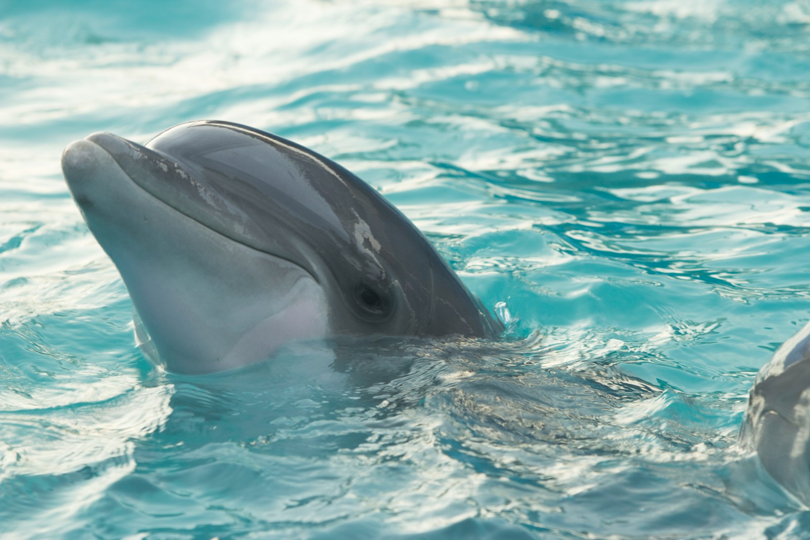 9 dolphin 4k wallpapers dolphin 4k wallpapers, dolphin ultra HD pictures, marine life wallpapers, ocean animals 4k, ocean dolphin backgrounds, sea life desktop wallpapers, underwater dolphin images Dolphin 4K Wallpapers – Joyful Swimmers of the Ocean dolphin 4k wallpapers Dolphin 4K Wallpapers – Joyful Swimmers of the Ocean