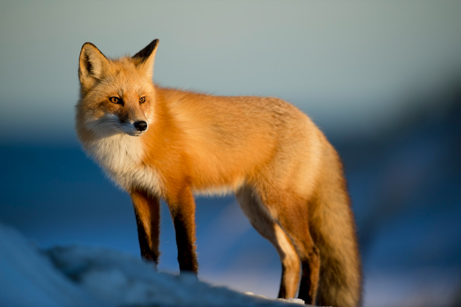 arctic fox wallpaper Fox Wallpapers – Elegant and Clever Forest Creatures