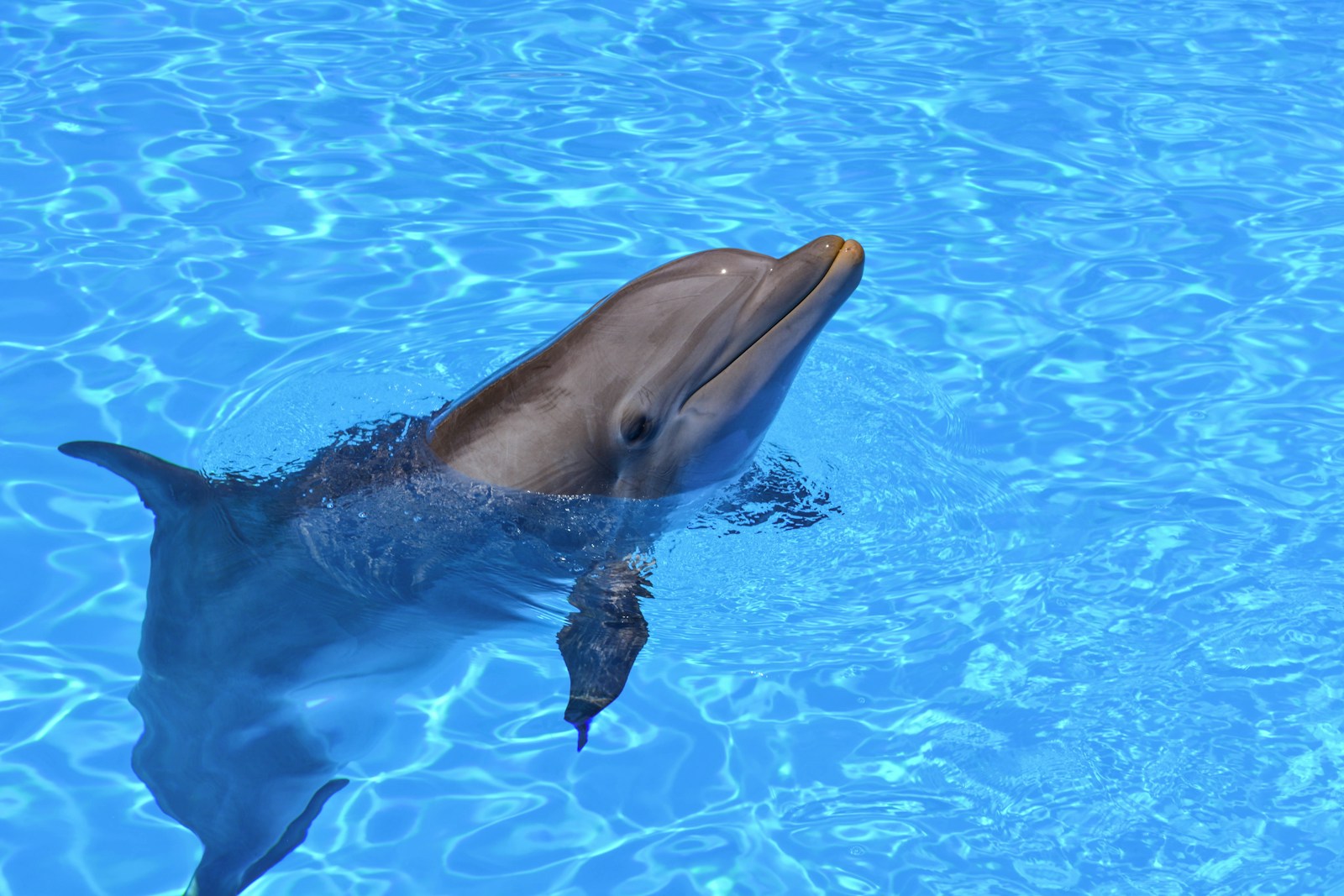 7 dolphin 4k wallpapers dolphin 4k wallpapers, dolphin ultra HD pictures, marine life wallpapers, ocean animals 4k, ocean dolphin backgrounds, sea life desktop wallpapers, underwater dolphin images Dolphin 4K Wallpapers – Joyful Swimmers of the Ocean dolphin 4k wallpapers Dolphin 4K Wallpapers – Joyful Swimmers of the Ocean