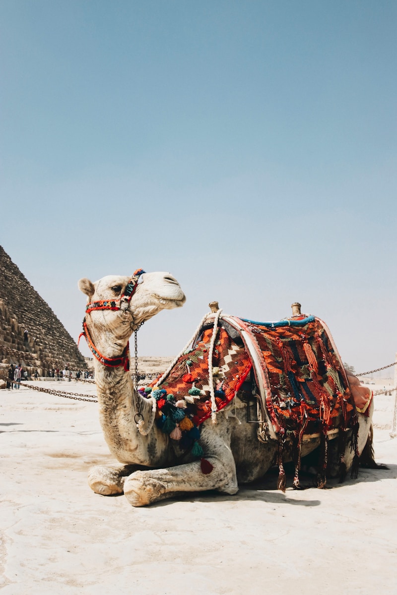 20 4K camel background 4K camel background, Arabian desert wallpaper, camel caravan photos, camel photography, camel wallpapers, desert dunes wallpaper, desert travelers, nature 4K backgrounds., Ultra HD camel images, Wildlife Wallpapers Camel Wallpapers – Desert Vacationers of the Sand Dunes 4K camel background Camel Wallpapers – Desert Vacationers of the Sand Dunes
