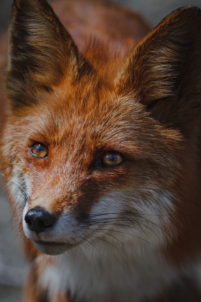 arctic fox wallpaper Fox Wallpapers – Elegant and Clever Forest Creatures