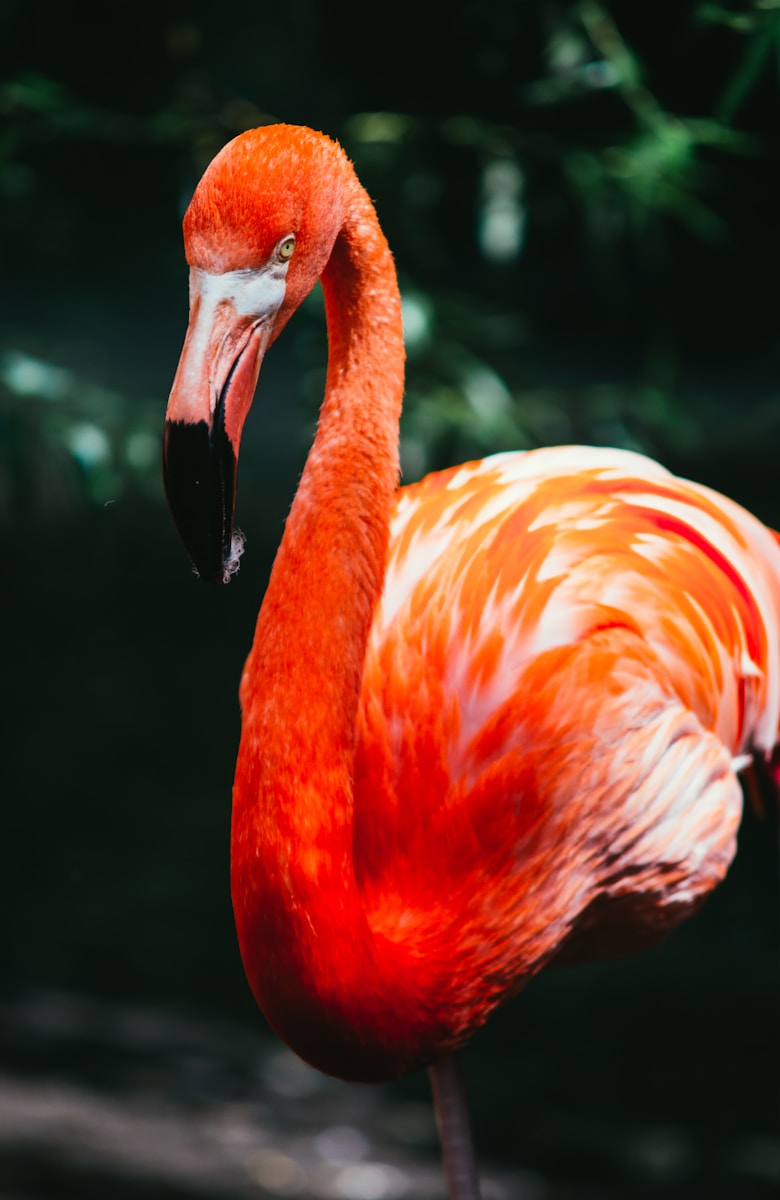 digital wallpapers Flamingo Wallpapers 4K – Glossy Pink Birds inside the Wild