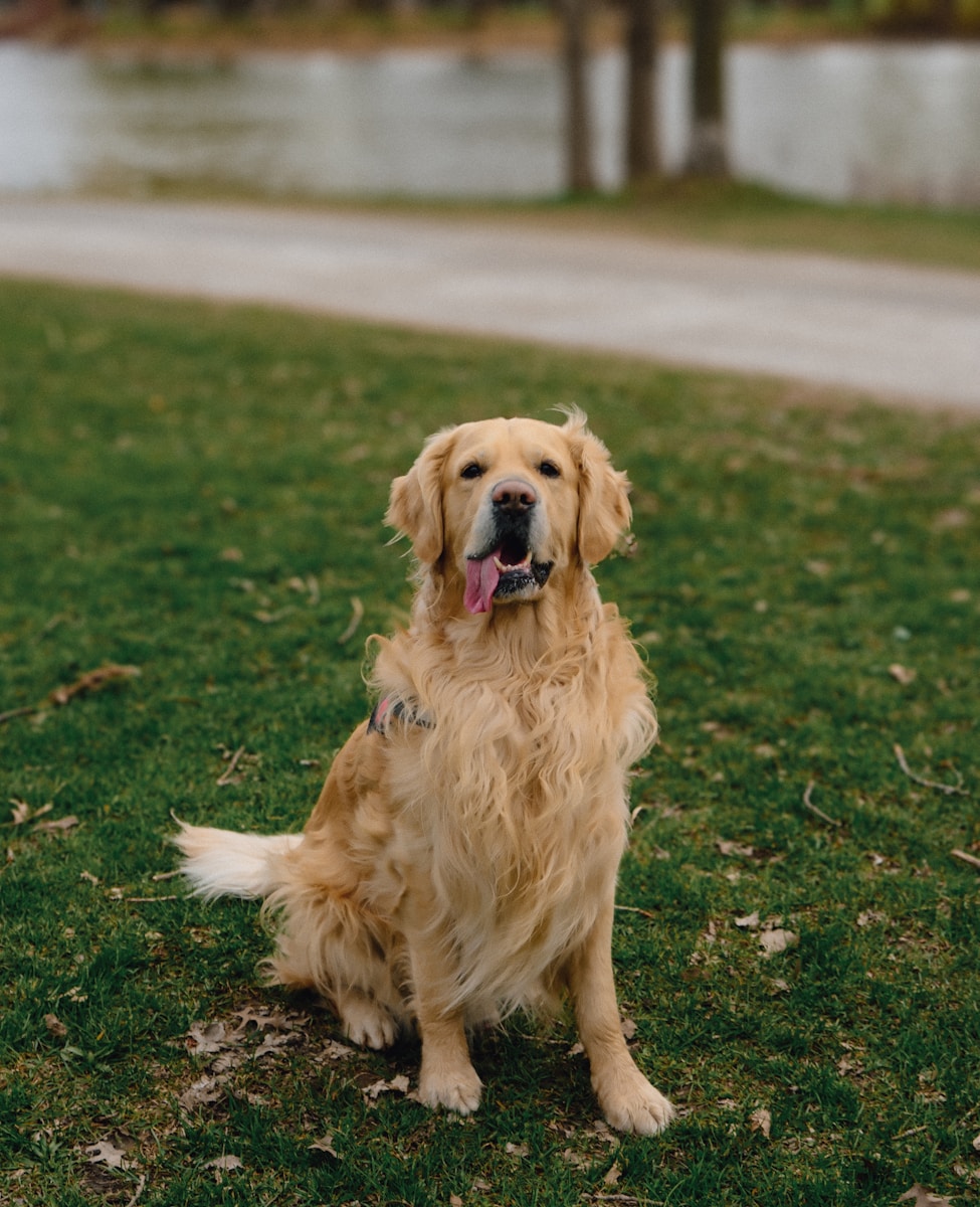 12 best dog wallpapers best dog wallpapers, cute dog backgrounds, Golden Retriever 4K wallpapers, Golden Retriever background HD, Golden Retriever puppies, loyal dog breed images, pet photography, Ultra HD animal wallpapers Golden Retriever 4K Wallpapers – Loyal and Nice Companions best dog wallpapers Golden Retriever 4K Wallpapers – Loyal and Nice Companions