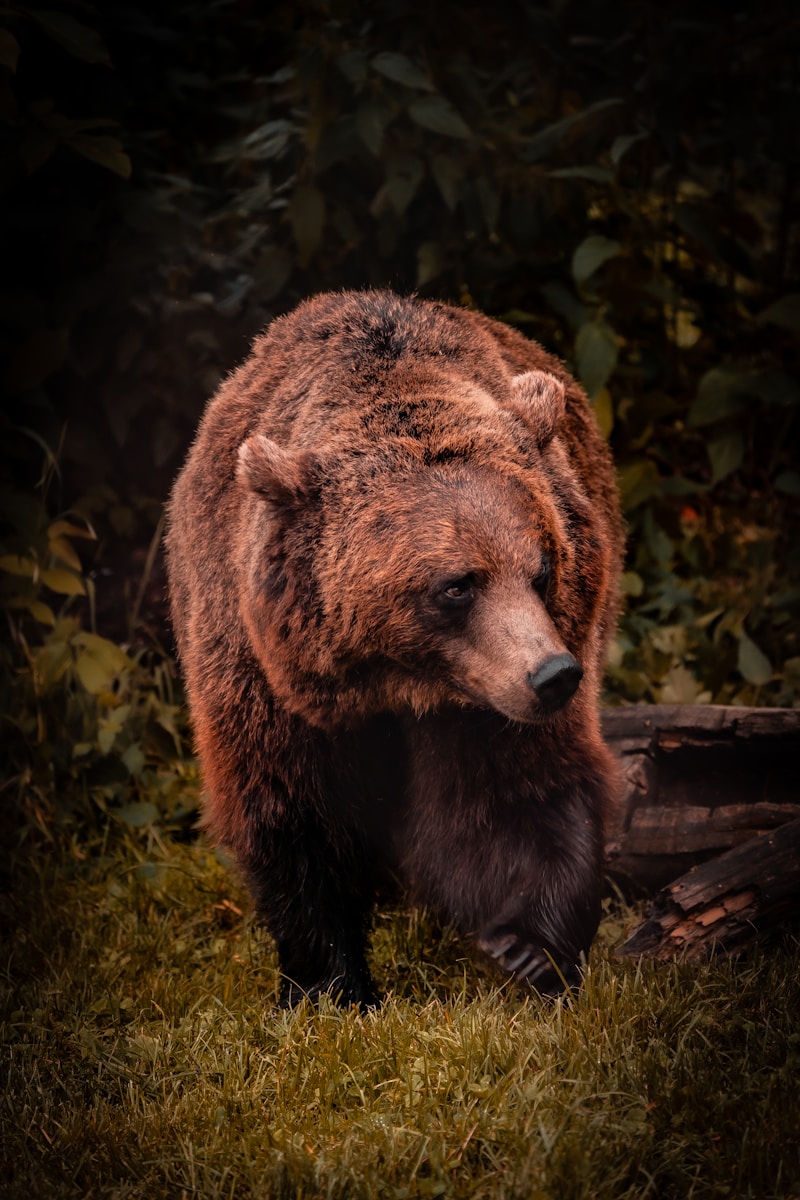 23 animal wallpapers ultra HD animal wallpapers ultra HD, bear 4k wallpaper, bear desktop background, bear UHD background, grizzly bear wallpaper, nature 4K wallpapers, polar bear 4K images, wildlife wallpaper 4K Majestic Bear 4K Extremely Excessive Definition Wallpapers – Wild Magnificence and Pure world’s Majesty in Breathtaking Texture animal wallpapers ultra HD Majestic Bear 4K Extremely Excessive Definition Wallpapers – Wild Magnificence and Pure world’s Majesty in Breathtaking Texture