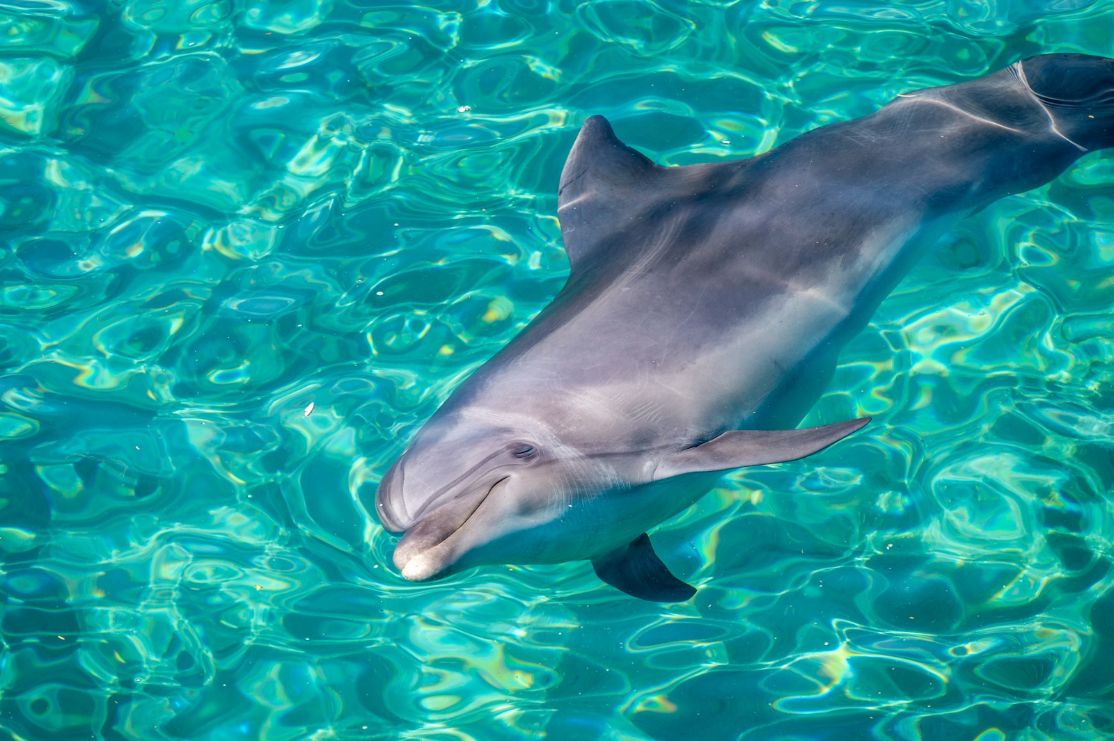 1 dolphin 4k wallpapers dolphin 4k wallpapers, dolphin ultra HD pictures, marine life wallpapers, ocean animals 4k, ocean dolphin backgrounds, sea life desktop wallpapers, underwater dolphin images Dolphin 4K Wallpapers – Joyful Swimmers of the Ocean dolphin 4k wallpapers Dolphin 4K Wallpapers – Joyful Swimmers of the Ocean