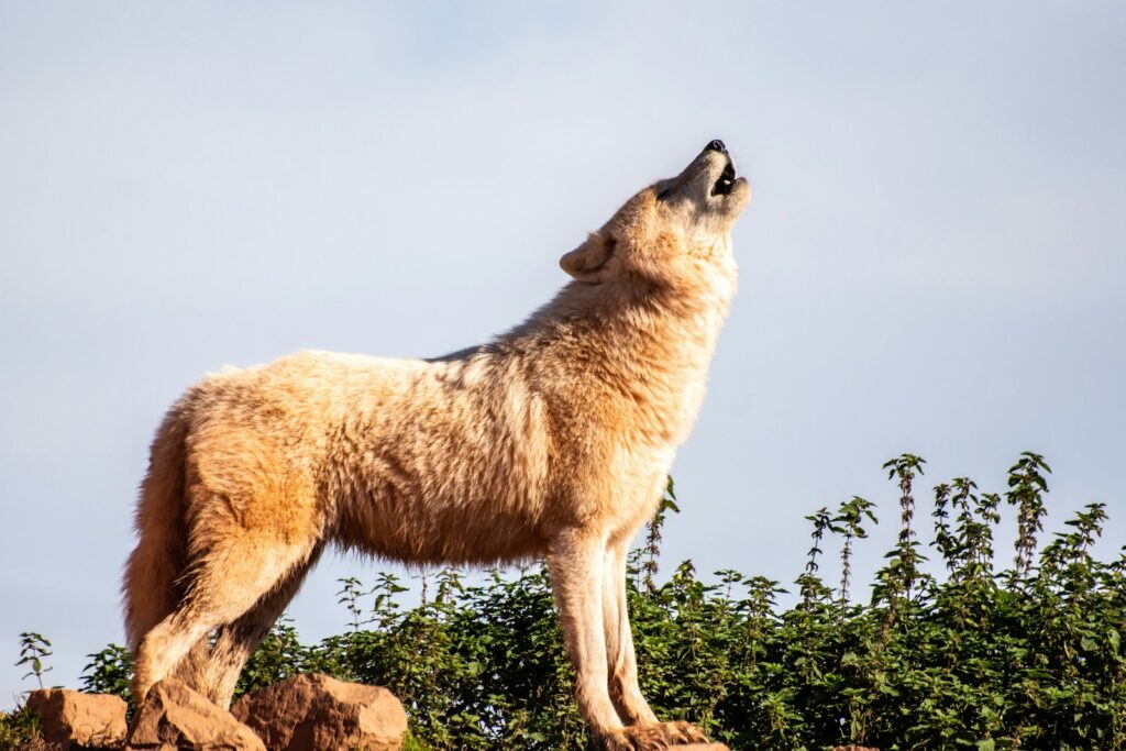 4K wolf images Wolf Wallpaper 4K – The Wild Beauty of Nature on Your Screen