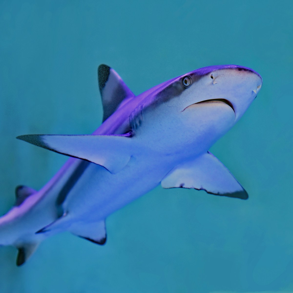 Deep Sea Wallpapers Shark 4K Wallpapers – Fearless Predators of the Ocean
