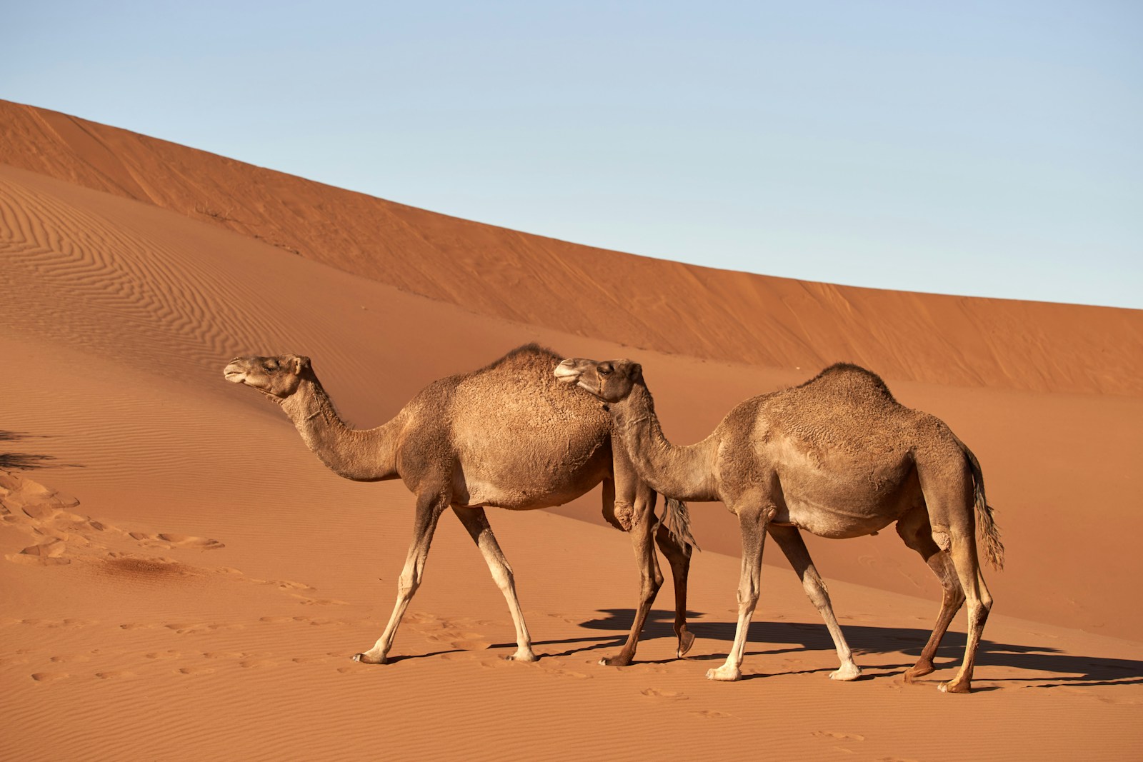 15 4K camel background 4K camel background, Arabian desert wallpaper, camel caravan photos, camel photography, camel wallpapers, desert dunes wallpaper, desert travelers, nature 4K backgrounds., Ultra HD camel images, Wildlife Wallpapers Camel Wallpapers – Desert Vacationers of the Sand Dunes 4K camel background Camel Wallpapers – Desert Vacationers of the Sand Dunes