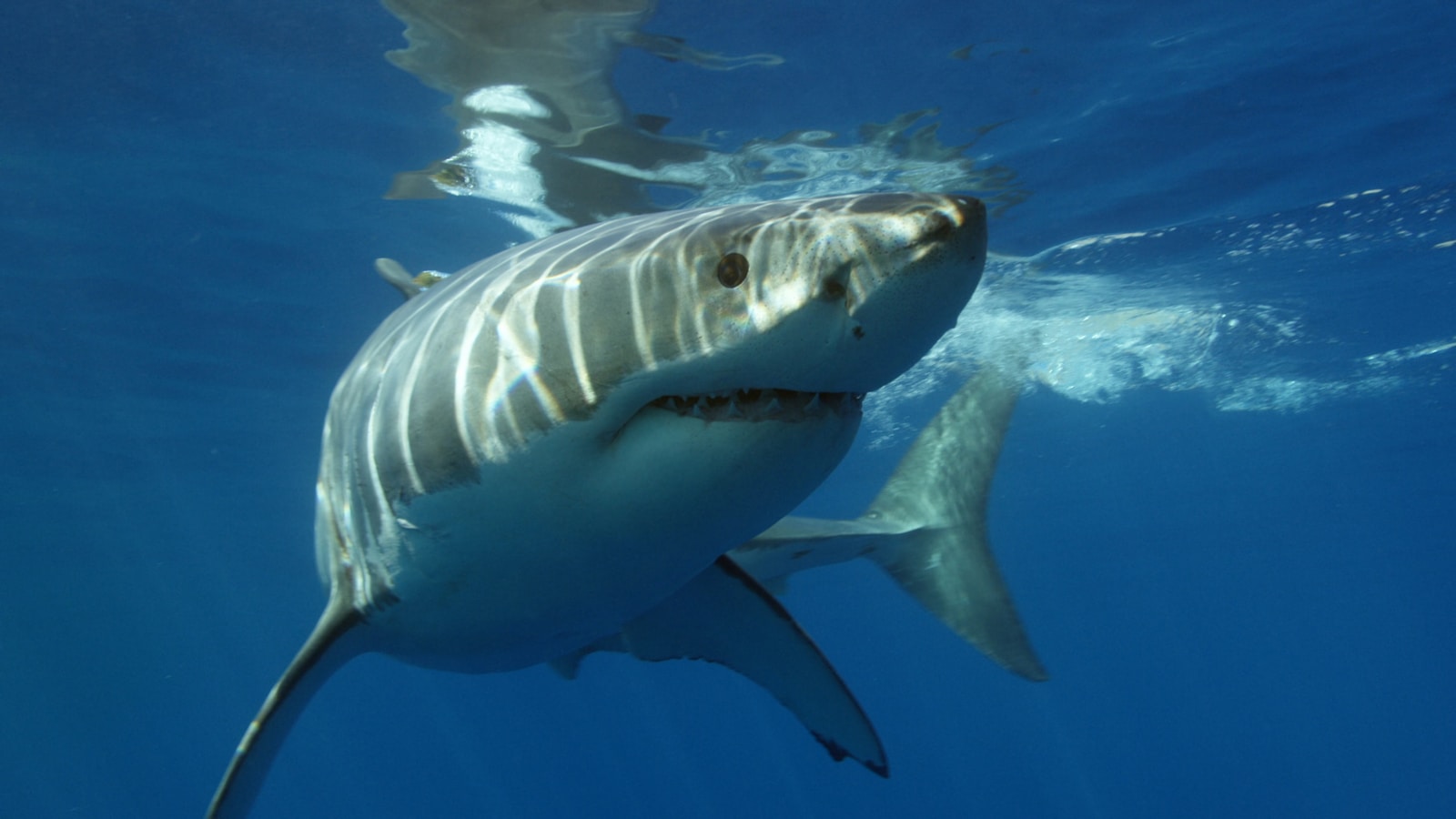 Deep Sea Wallpapers Shark 4K Wallpapers – Fearless Predators of the Ocean