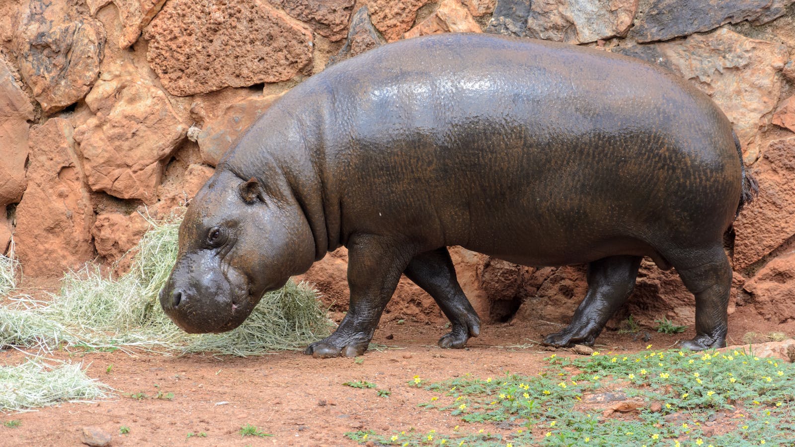 12 4K Wallpapers 4K Wallpapers, Hippo, hippo 4k, Hippo 4K Wallpapers, hippo screen wallpaper, Hippopotamus Hippo 4K Wallpapers – Mighty Animals of African Rivers 4K Wallpapers Hippo 4K Wallpapers – Mighty Animals of African Rivers