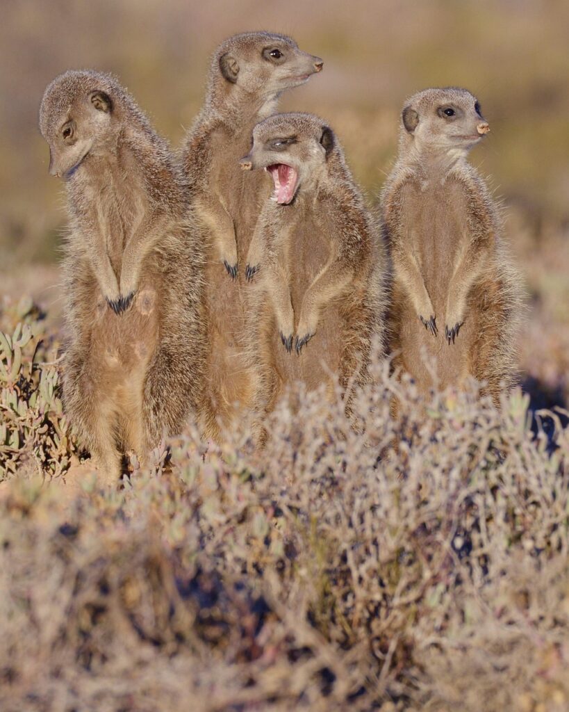 African Wildlife 4K Meerkat 4K Wallpapers – Curious Desert Watchers