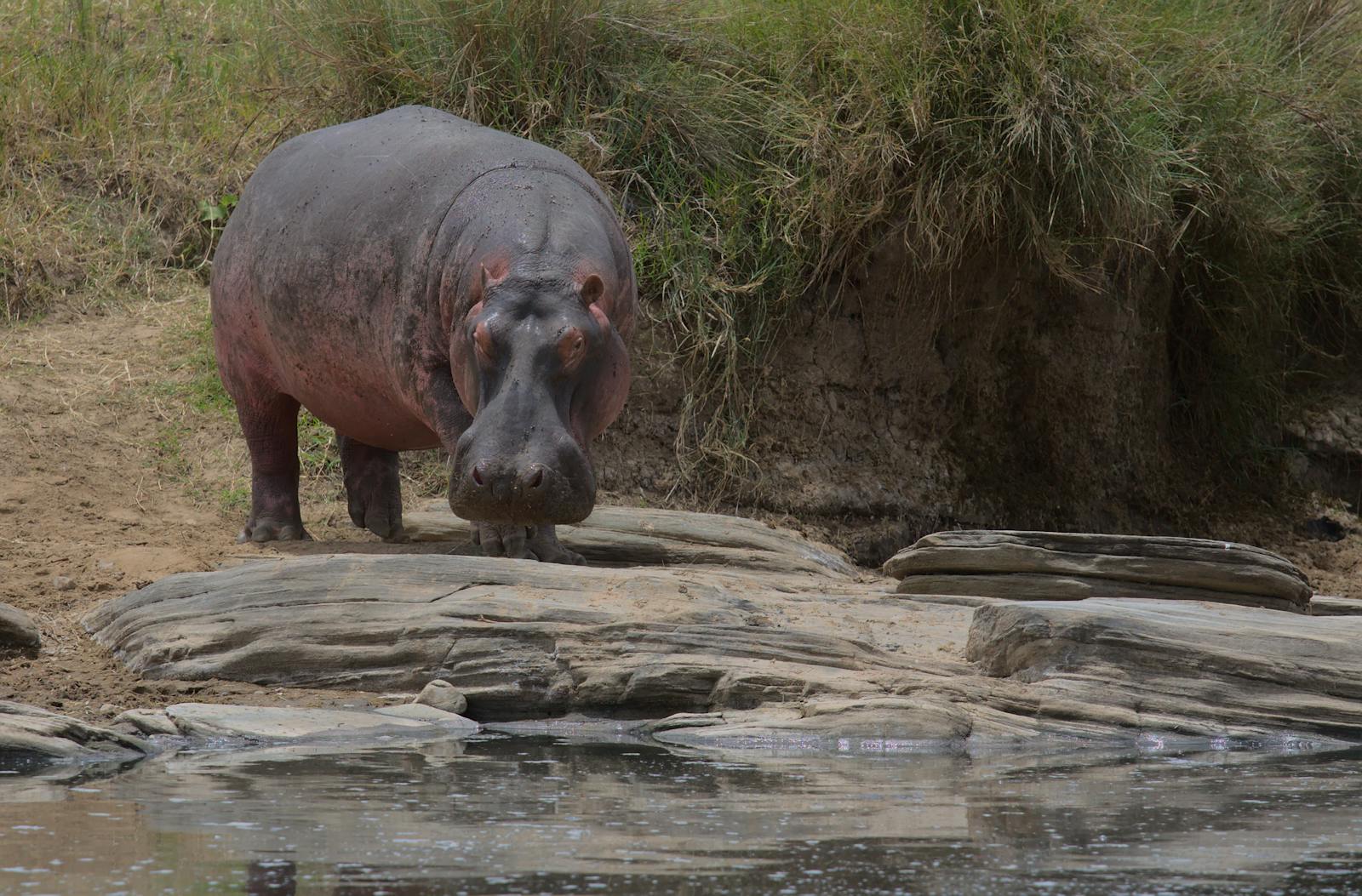 4K Wallpapers Hippo 4K Wallpapers – Mighty Animals of African Rivers