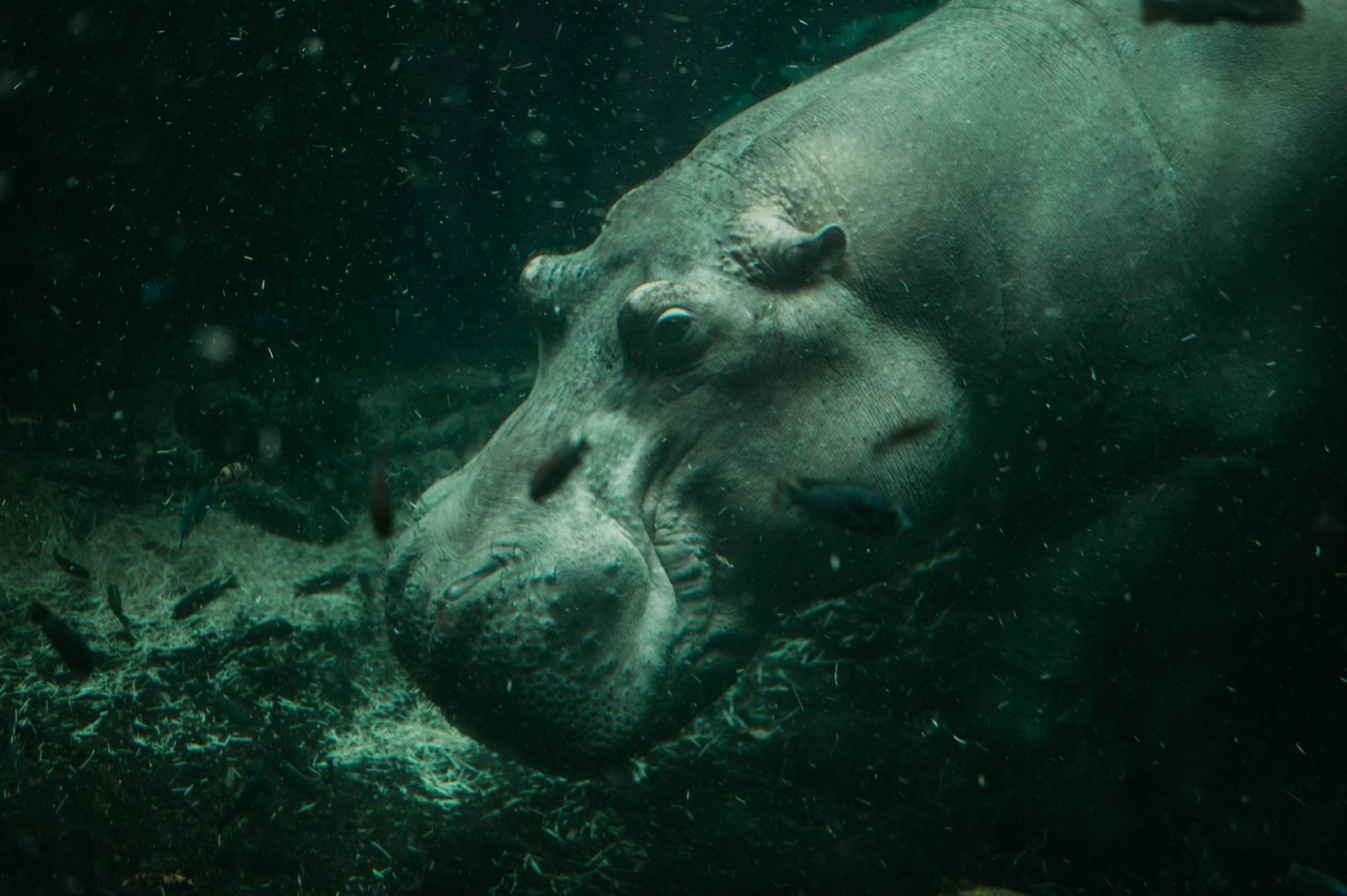 9 4K Wallpapers 4K Wallpapers, Hippo, hippo 4k, Hippo 4K Wallpapers, hippo screen wallpaper, Hippopotamus Hippo 4K Wallpapers – Mighty Animals of African Rivers 4K Wallpapers Hippo 4K Wallpapers – Mighty Animals of African Rivers