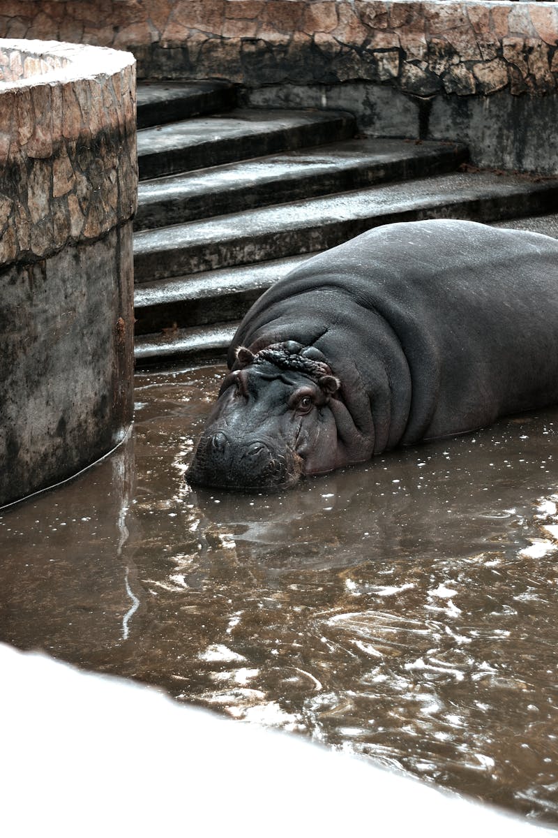 4 4K Wallpapers 4K Wallpapers, Hippo, hippo 4k, Hippo 4K Wallpapers, hippo screen wallpaper, Hippopotamus Hippo 4K Wallpapers – Mighty Animals of African Rivers 4K Wallpapers Hippo 4K Wallpapers – Mighty Animals of African Rivers