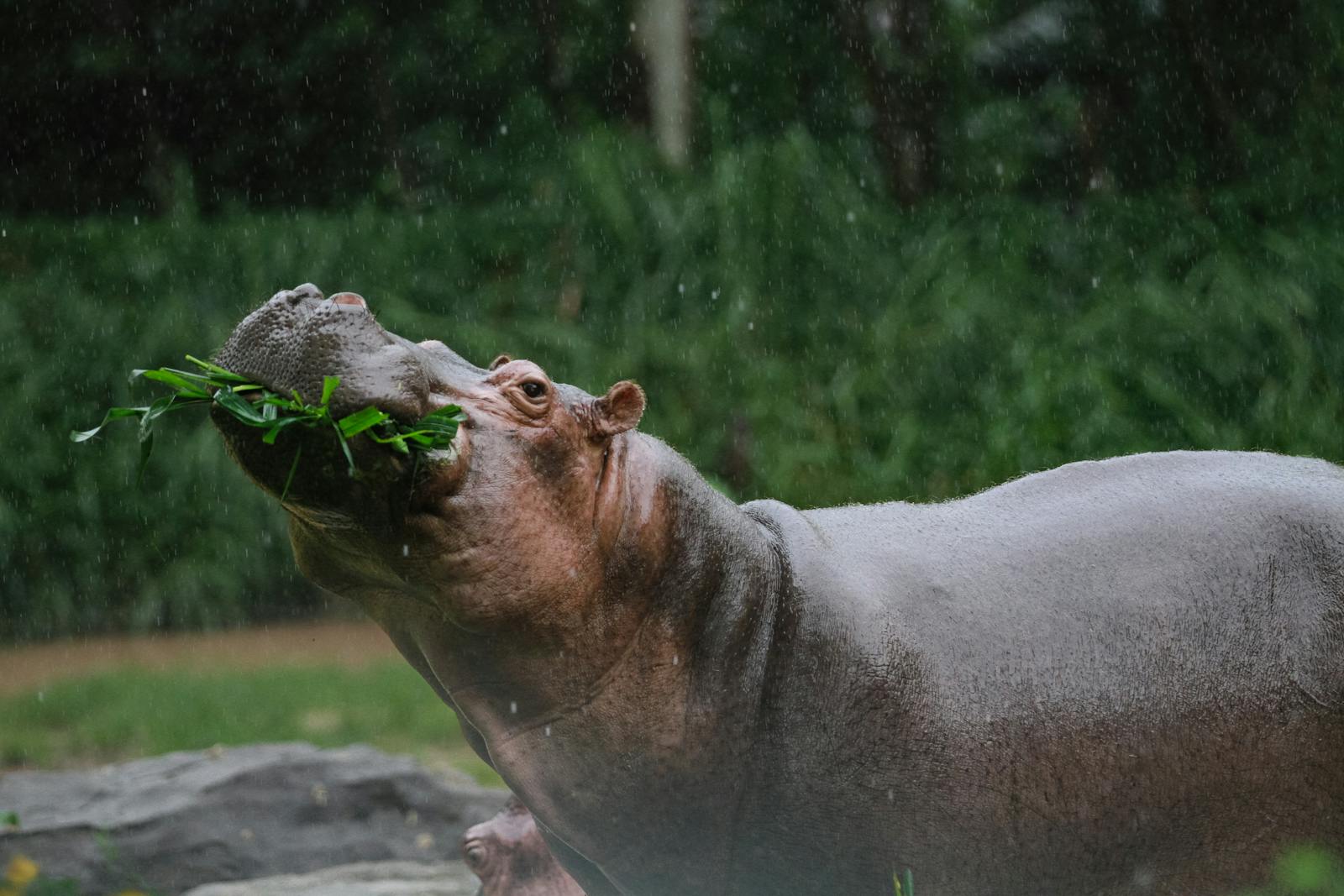 1 4K Wallpapers 4K Wallpapers, Hippo, hippo 4k, Hippo 4K Wallpapers, hippo screen wallpaper, Hippopotamus Hippo 4K Wallpapers – Mighty Animals of African Rivers 4K Wallpapers Hippo 4K Wallpapers – Mighty Animals of African Rivers