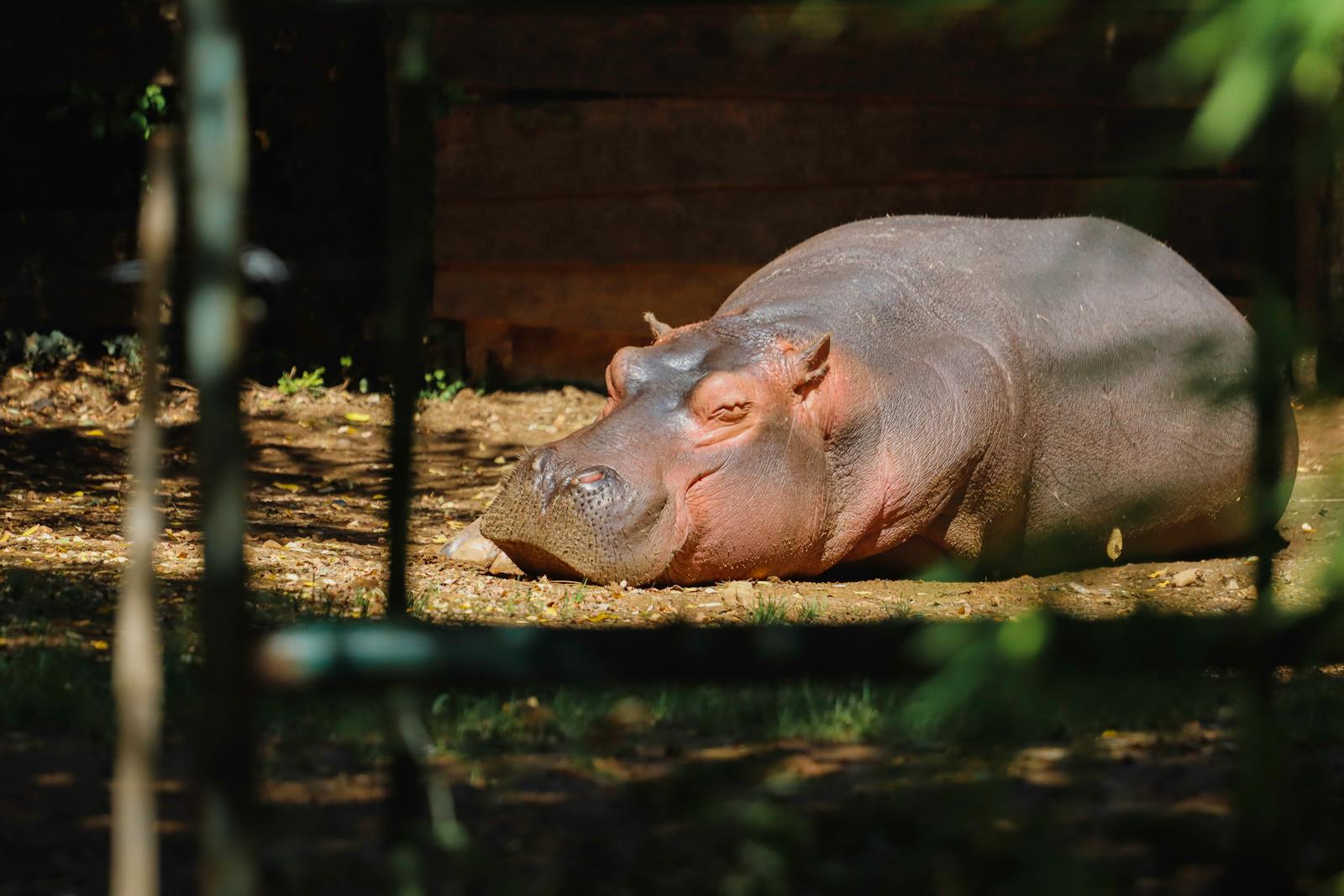 5 4K Wallpapers 4K Wallpapers, Hippo, hippo 4k, Hippo 4K Wallpapers, hippo screen wallpaper, Hippopotamus Hippo 4K Wallpapers – Mighty Animals of African Rivers 4K Wallpapers Hippo 4K Wallpapers – Mighty Animals of African Rivers
