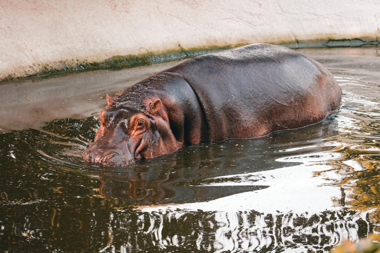 10 4K Wallpapers 4K Wallpapers, Hippo, hippo 4k, Hippo 4K Wallpapers, hippo screen wallpaper, Hippopotamus Hippo 4K Wallpapers – Mighty Animals of African Rivers 4K Wallpapers Hippo 4K Wallpapers – Mighty Animals of African Rivers