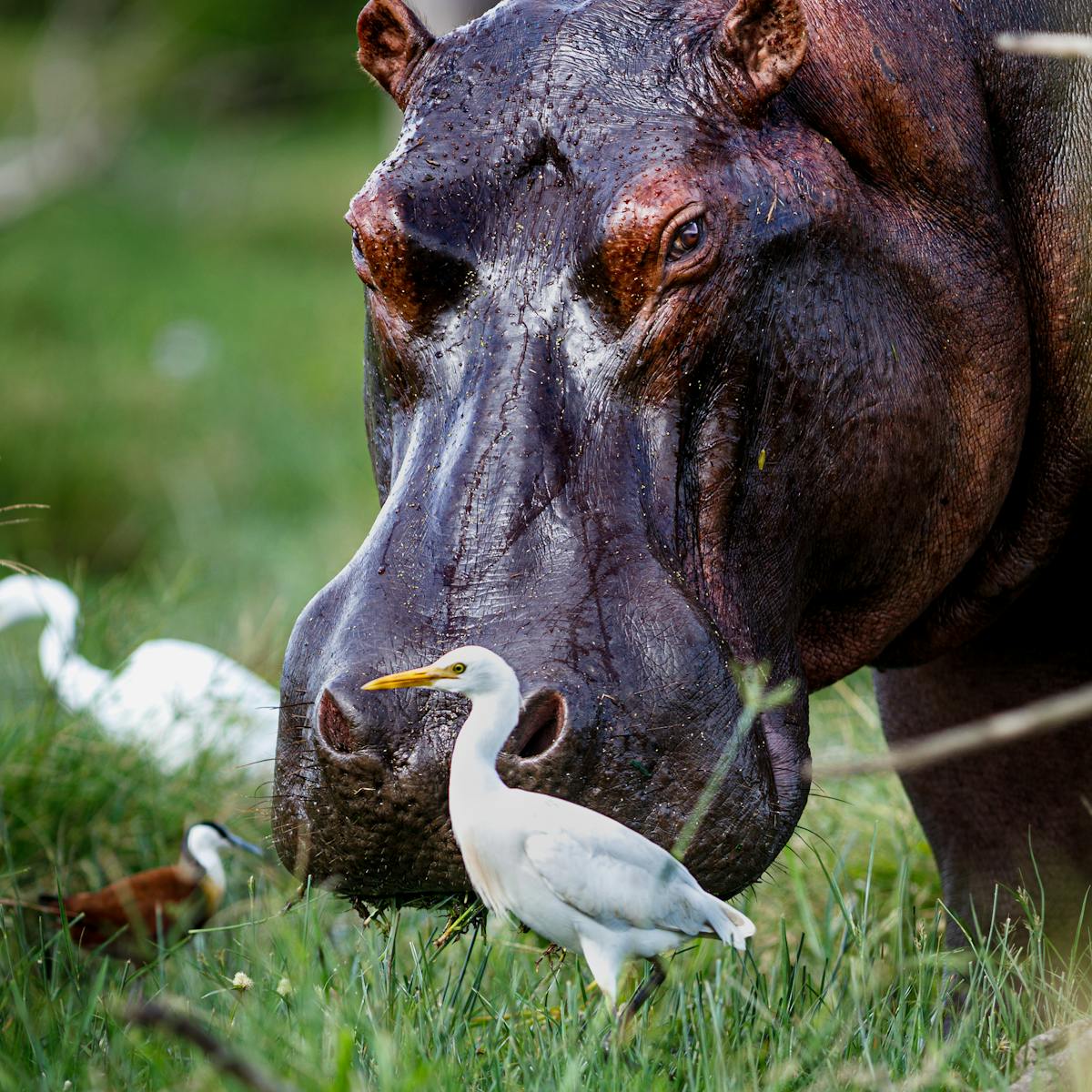 8 4K Wallpapers 4K Wallpapers, Hippo, hippo 4k, Hippo 4K Wallpapers, hippo screen wallpaper, Hippopotamus Hippo 4K Wallpapers – Mighty Animals of African Rivers 4K Wallpapers Hippo 4K Wallpapers – Mighty Animals of African Rivers