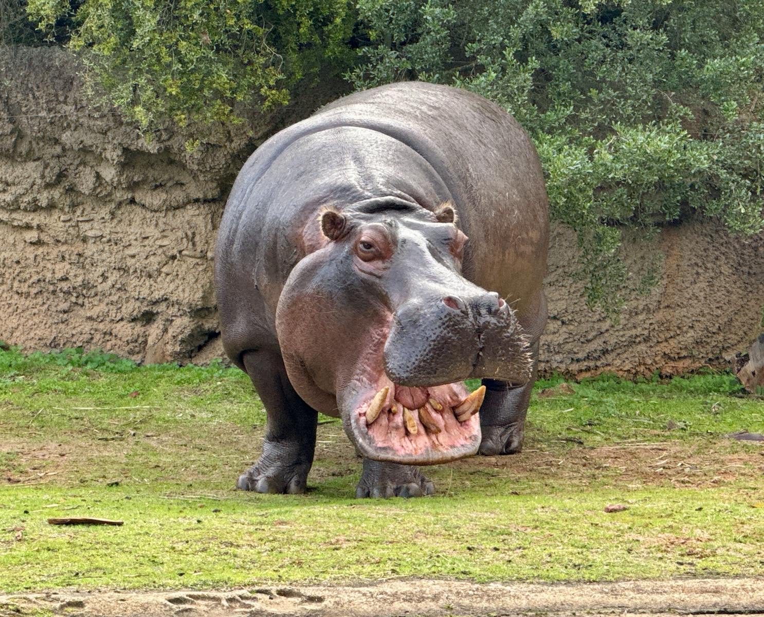 11 4K Wallpapers 4K Wallpapers, Hippo, hippo 4k, Hippo 4K Wallpapers, hippo screen wallpaper, Hippopotamus Hippo 4K Wallpapers – Mighty Animals of African Rivers 4K Wallpapers Hippo 4K Wallpapers – Mighty Animals of African Rivers