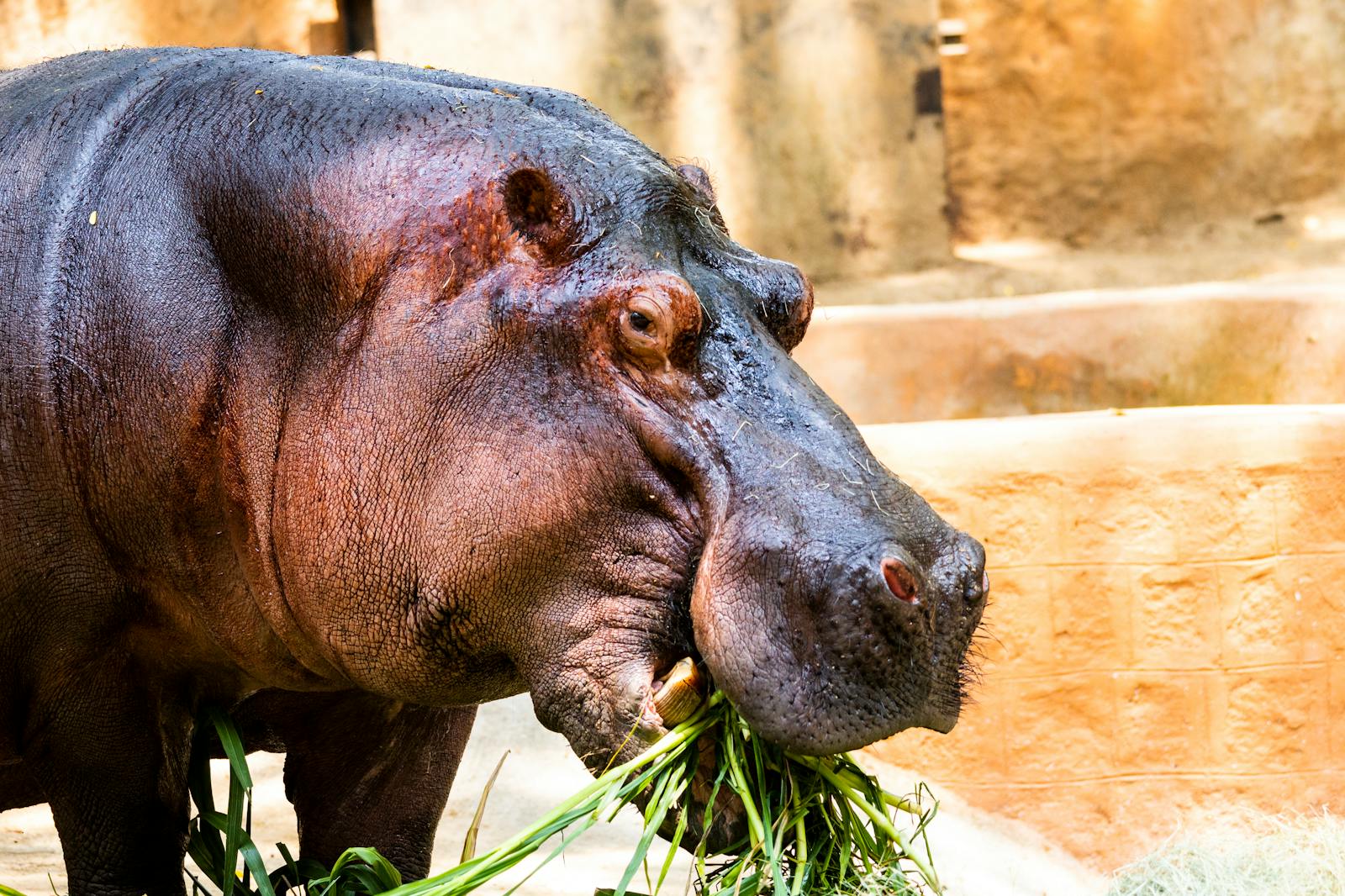 6 4K Wallpapers 4K Wallpapers, Hippo, hippo 4k, Hippo 4K Wallpapers, hippo screen wallpaper, Hippopotamus Hippo 4K Wallpapers – Mighty Animals of African Rivers 4K Wallpapers Hippo 4K Wallpapers – Mighty Animals of African Rivers
