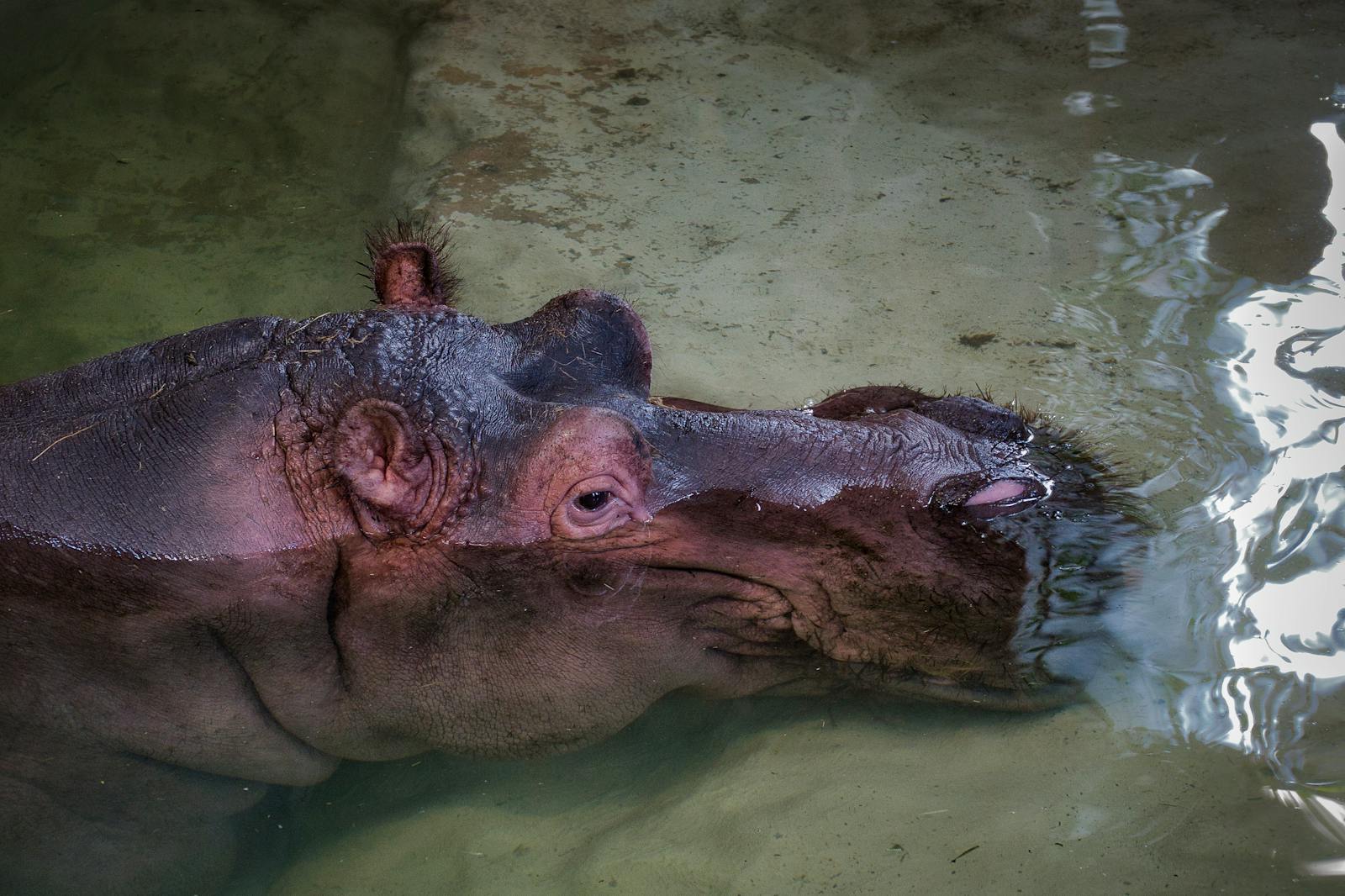 7 4K Wallpapers 4K Wallpapers, Hippo, hippo 4k, Hippo 4K Wallpapers, hippo screen wallpaper, Hippopotamus Hippo 4K Wallpapers – Mighty Animals of African Rivers 4K Wallpapers Hippo 4K Wallpapers – Mighty Animals of African Rivers