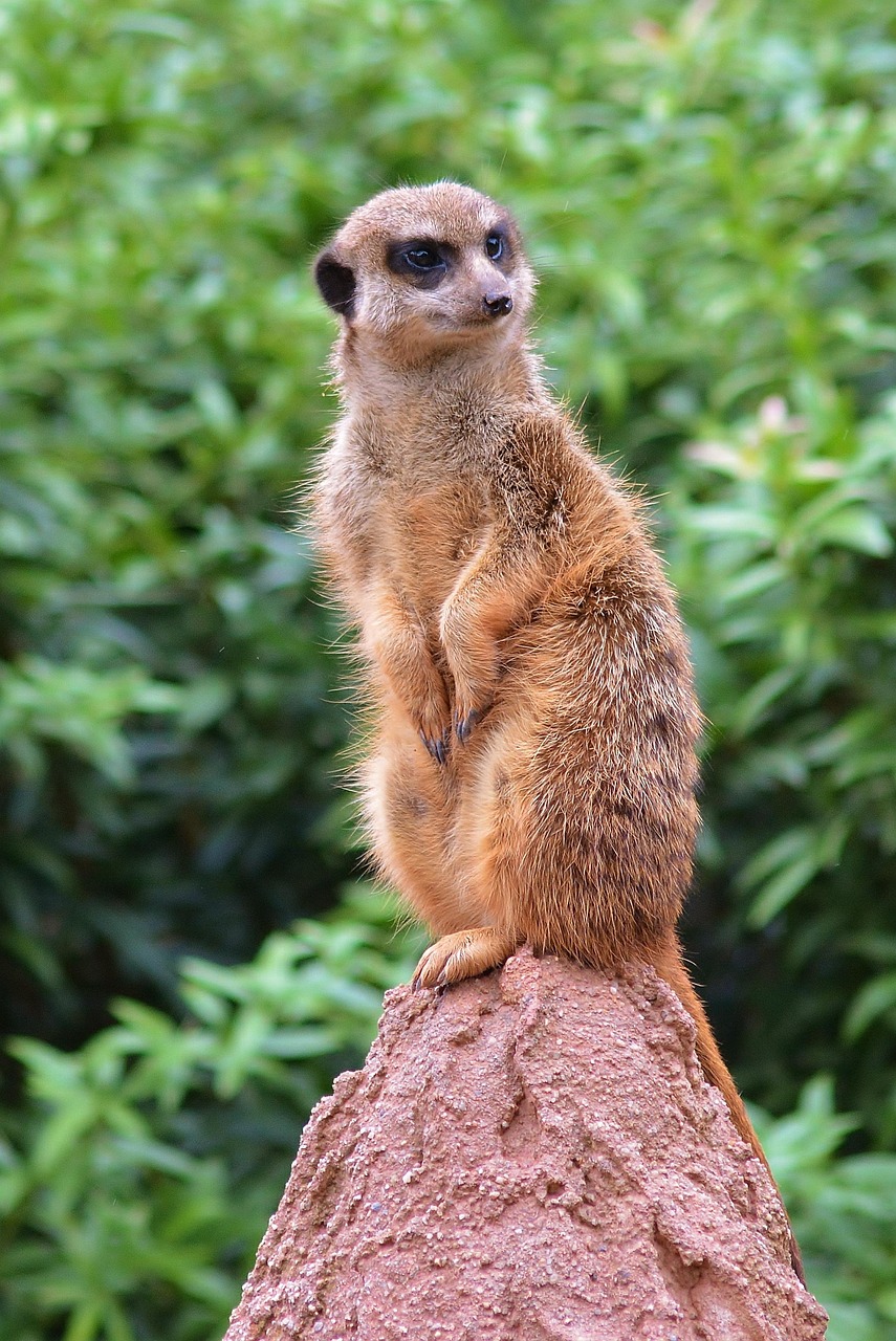 African Wildlife 4K Meerkat 4K Wallpapers – Curious Desert Watchers