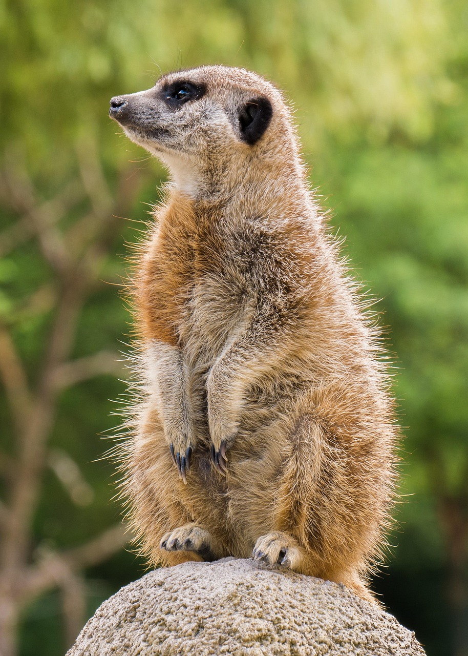 African Wildlife 4K Meerkat 4K Wallpapers – Curious Desert Watchers