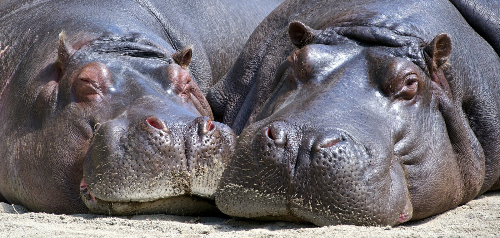16 4K Wallpapers 4K Wallpapers, Hippo, hippo 4k, Hippo 4K Wallpapers, hippo screen wallpaper, Hippopotamus Hippo 4K Wallpapers – Mighty Animals of African Rivers 4K Wallpapers Hippo 4K Wallpapers – Mighty Animals of African Rivers