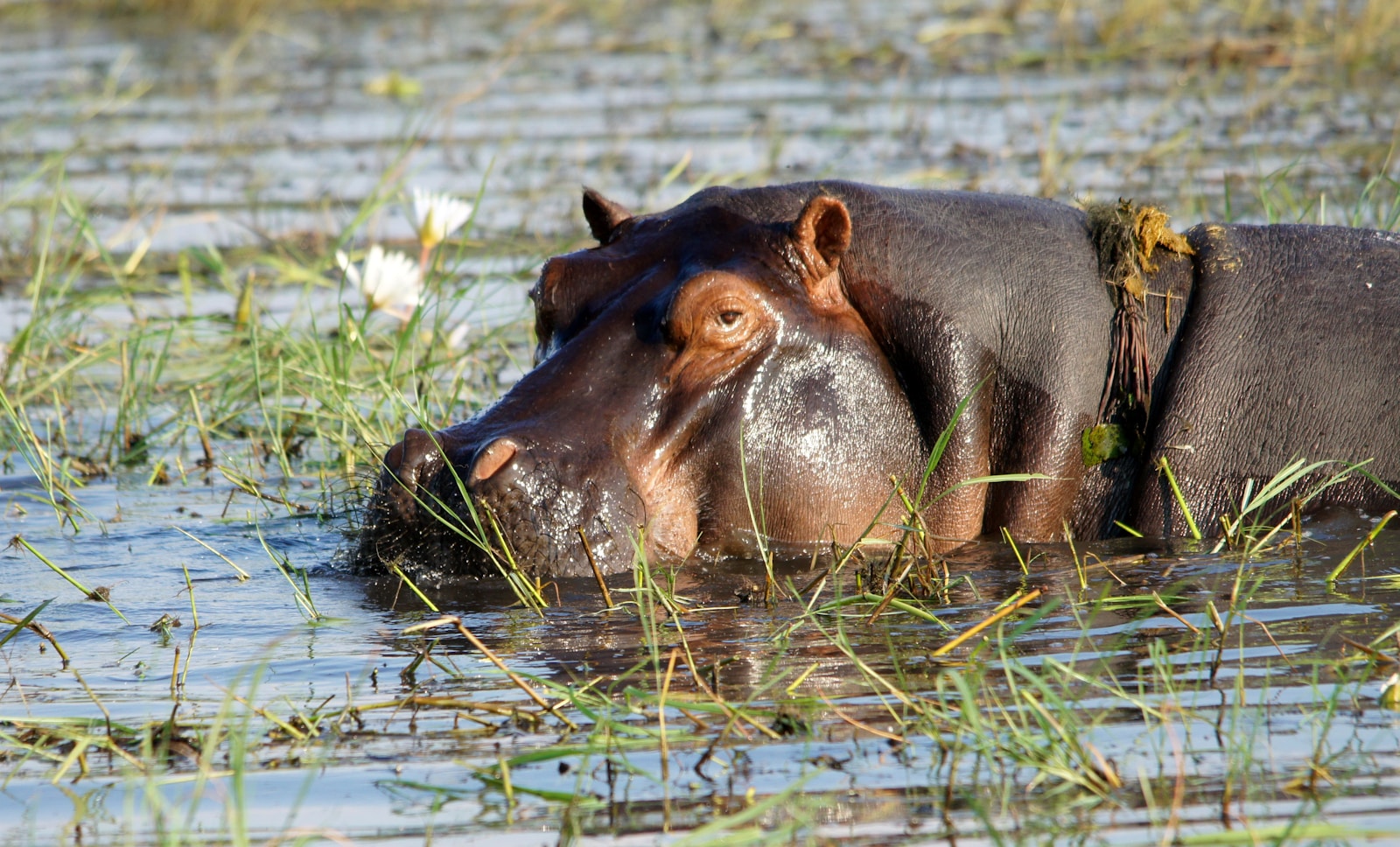 27 4K Wallpapers 4K Wallpapers, Hippo, hippo 4k, Hippo 4K Wallpapers, hippo screen wallpaper, Hippopotamus Hippo 4K Wallpapers – Mighty Animals of African Rivers 4K Wallpapers Hippo 4K Wallpapers – Mighty Animals of African Rivers