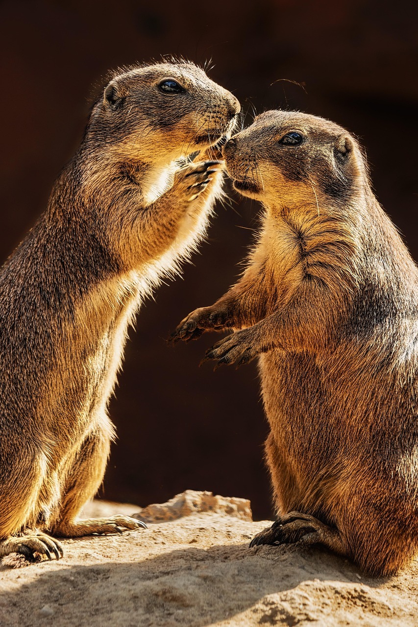 African Wildlife 4K Meerkat 4K Wallpapers – Curious Desert Watchers
