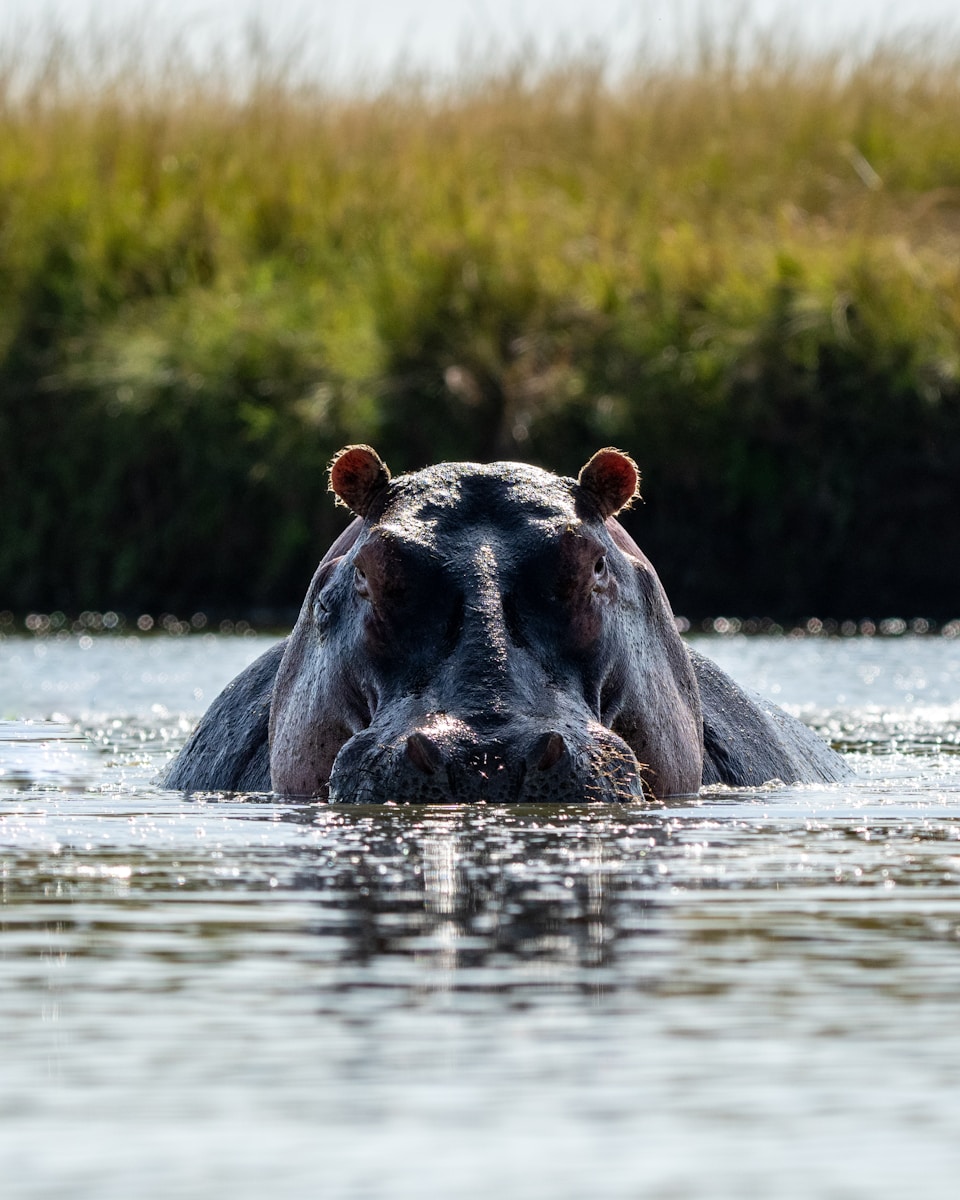 25 4K Wallpapers 4K Wallpapers, Hippo, hippo 4k, Hippo 4K Wallpapers, hippo screen wallpaper, Hippopotamus Hippo 4K Wallpapers – Mighty Animals of African Rivers 4K Wallpapers Hippo 4K Wallpapers – Mighty Animals of African Rivers