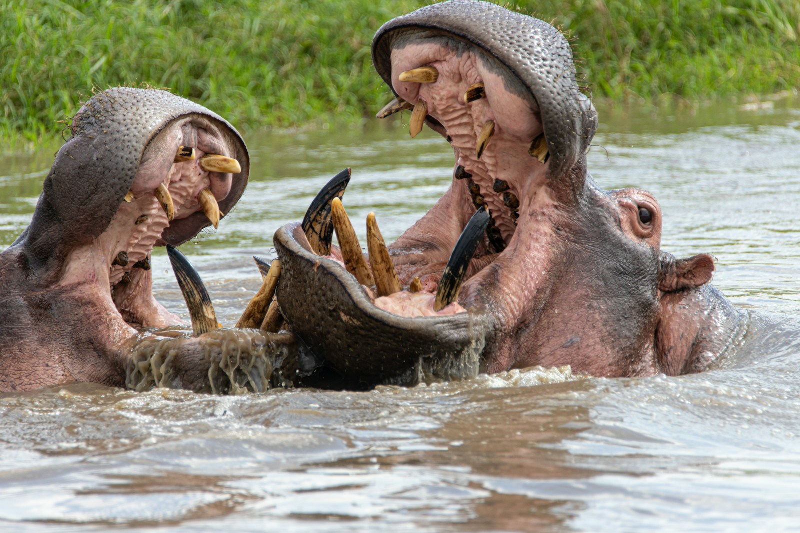 20 4K Wallpapers 4K Wallpapers, Hippo, hippo 4k, Hippo 4K Wallpapers, hippo screen wallpaper, Hippopotamus Hippo 4K Wallpapers – Mighty Animals of African Rivers 4K Wallpapers Hippo 4K Wallpapers – Mighty Animals of African Rivers