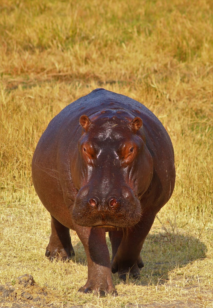 13 4K Wallpapers 4K Wallpapers, Hippo, hippo 4k, Hippo 4K Wallpapers, hippo screen wallpaper, Hippopotamus Hippo 4K Wallpapers – Mighty Animals of African Rivers 4K Wallpapers Hippo 4K Wallpapers – Mighty Animals of African Rivers