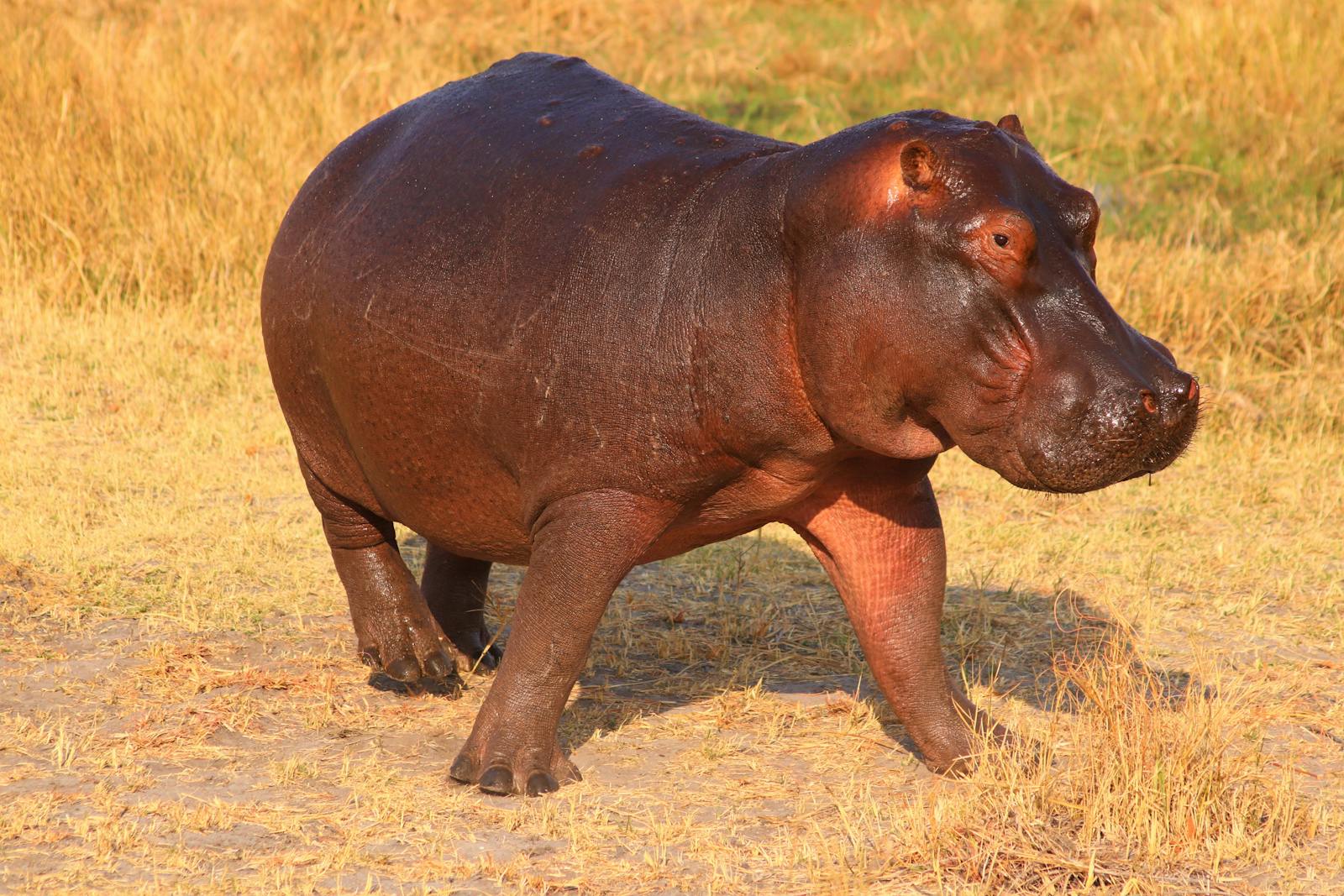 14 4K Wallpapers 4K Wallpapers, Hippo, hippo 4k, Hippo 4K Wallpapers, hippo screen wallpaper, Hippopotamus Hippo 4K Wallpapers – Mighty Animals of African Rivers 4K Wallpapers Hippo 4K Wallpapers – Mighty Animals of African Rivers