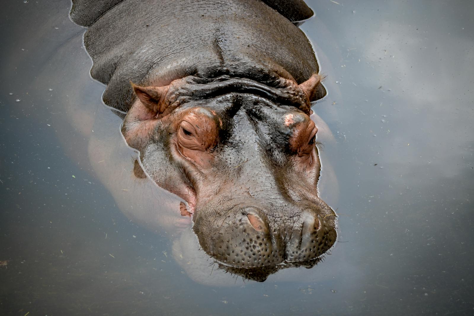2 4K Wallpapers 4K Wallpapers, Hippo, hippo 4k, Hippo 4K Wallpapers, hippo screen wallpaper, Hippopotamus Hippo 4K Wallpapers – Mighty Animals of African Rivers 4K Wallpapers Hippo 4K Wallpapers – Mighty Animals of African Rivers