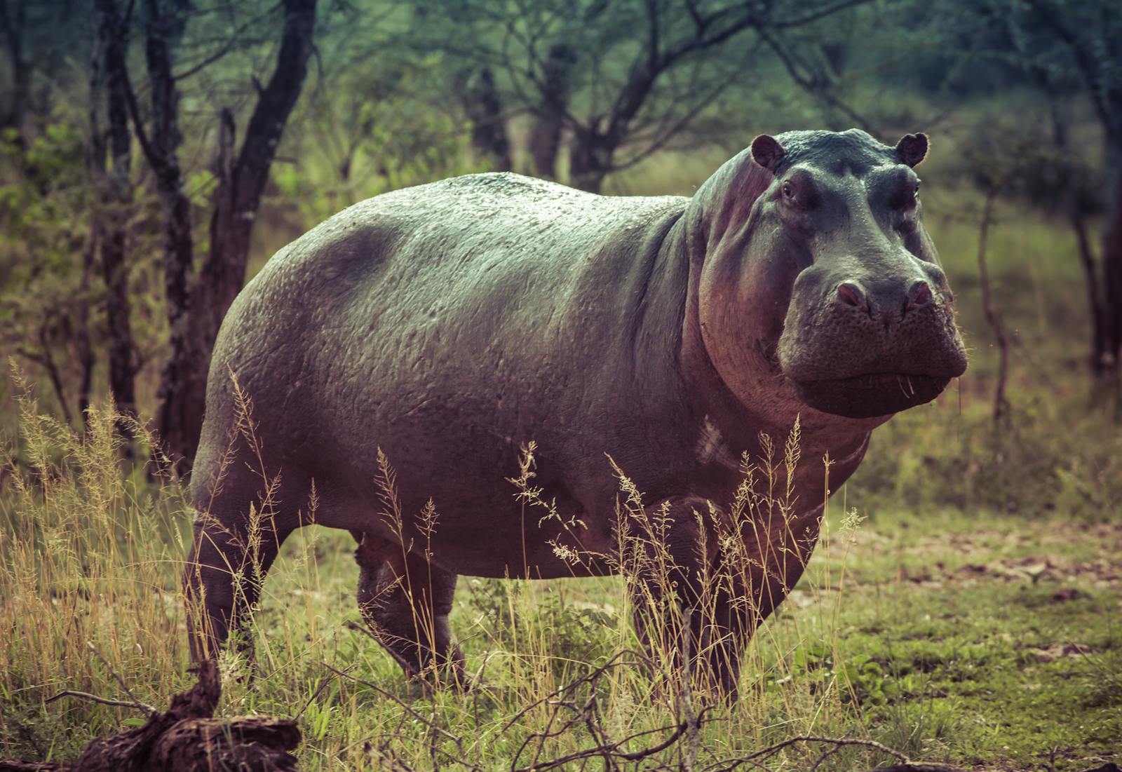 15 4K Wallpapers 4K Wallpapers, Hippo, hippo 4k, Hippo 4K Wallpapers, hippo screen wallpaper, Hippopotamus Hippo 4K Wallpapers – Mighty Animals of African Rivers 4K Wallpapers Hippo 4K Wallpapers – Mighty Animals of African Rivers