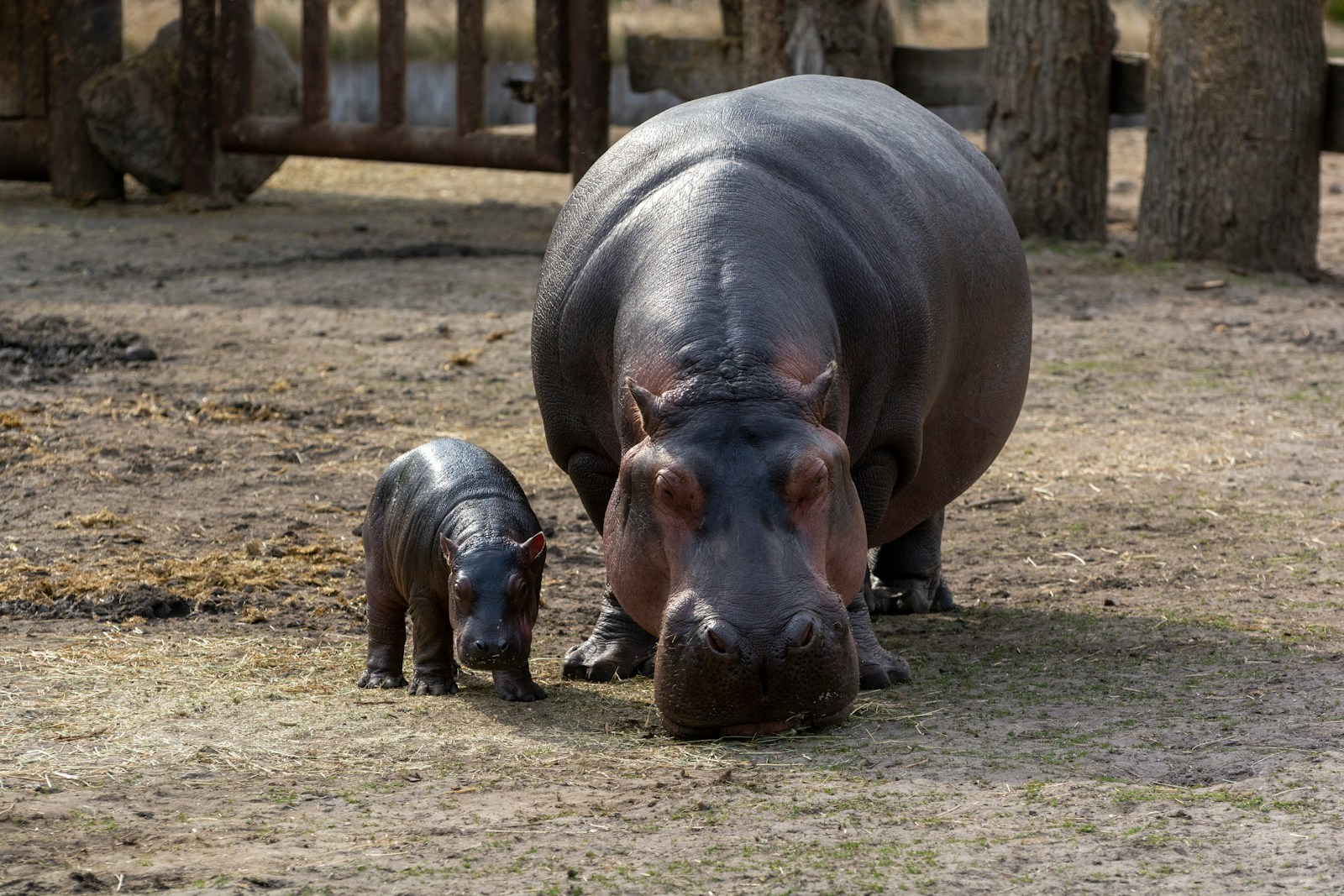 30 4K Wallpapers 4K Wallpapers, Hippo, hippo 4k, Hippo 4K Wallpapers, hippo screen wallpaper, Hippopotamus Hippo 4K Wallpapers – Mighty Animals of African Rivers 4K Wallpapers Hippo 4K Wallpapers – Mighty Animals of African Rivers