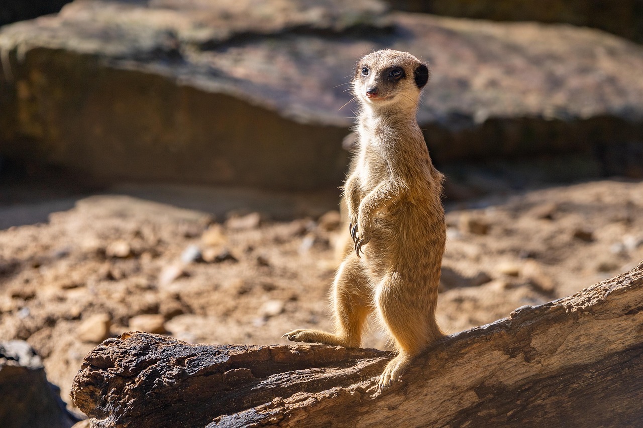 African Wildlife 4K Meerkat 4K Wallpapers – Curious Desert Watchers