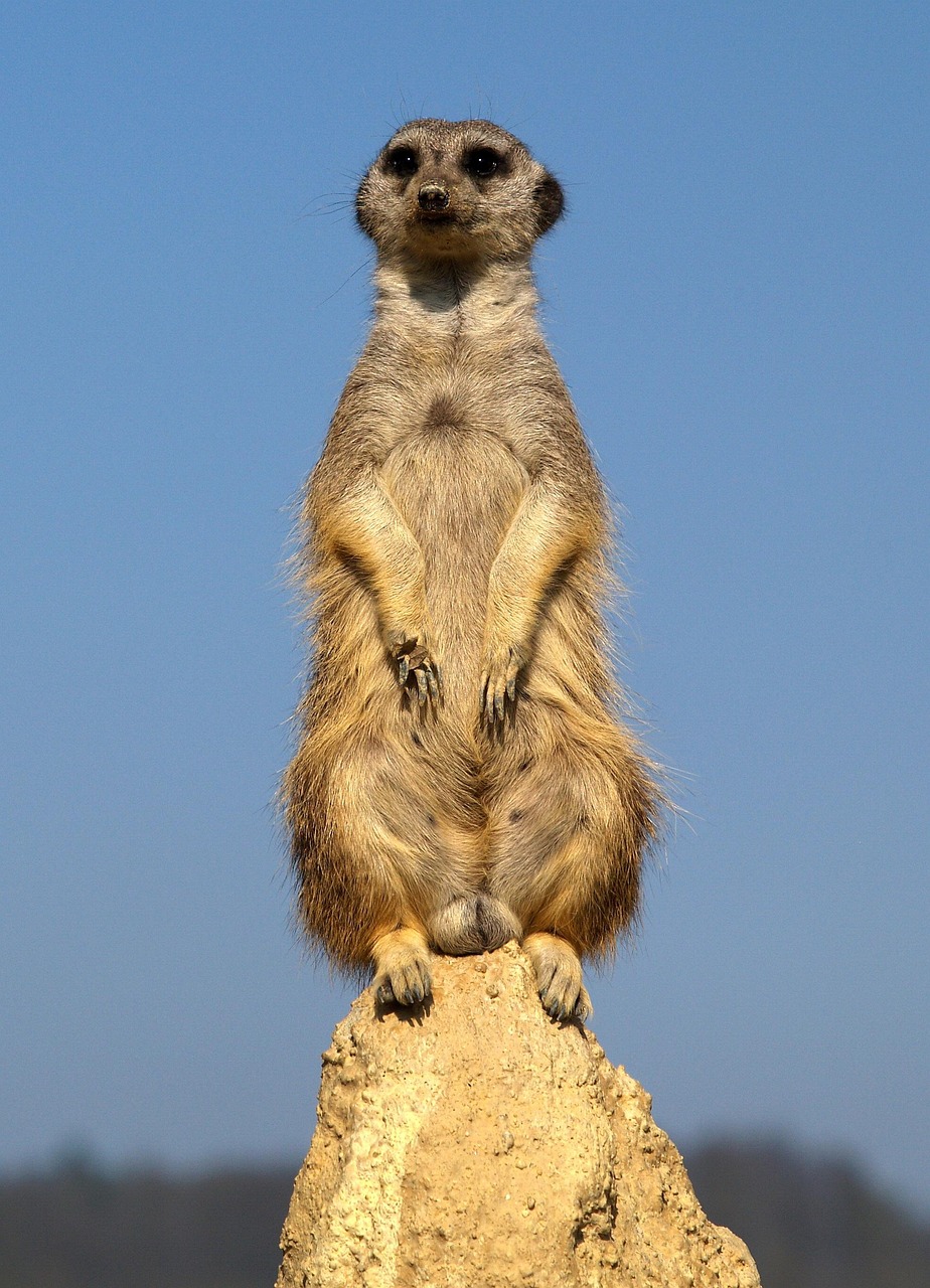 African Wildlife 4K Meerkat 4K Wallpapers – Curious Desert Watchers